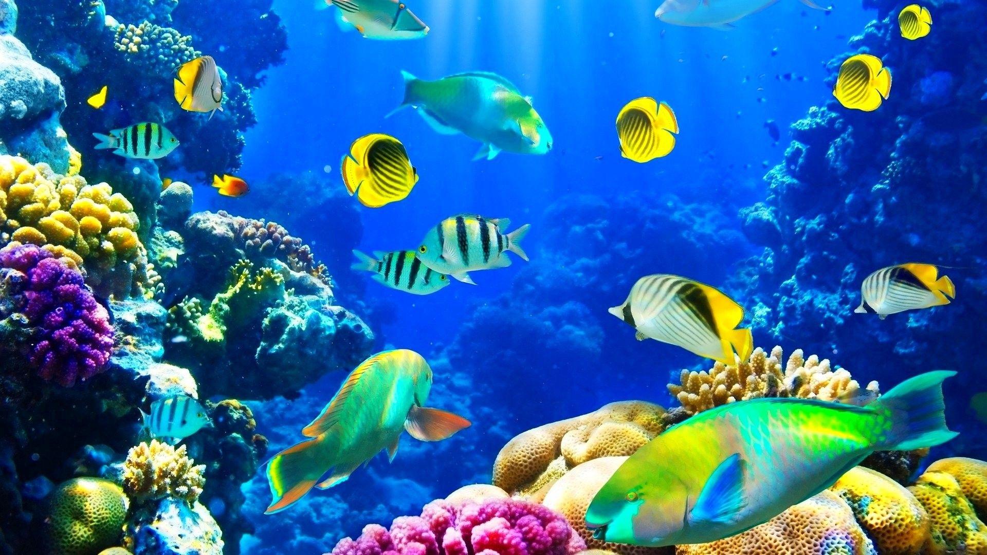 Fishes: Ocean Fishes Nature Sea Sealife Underwater Fish Freshwater
