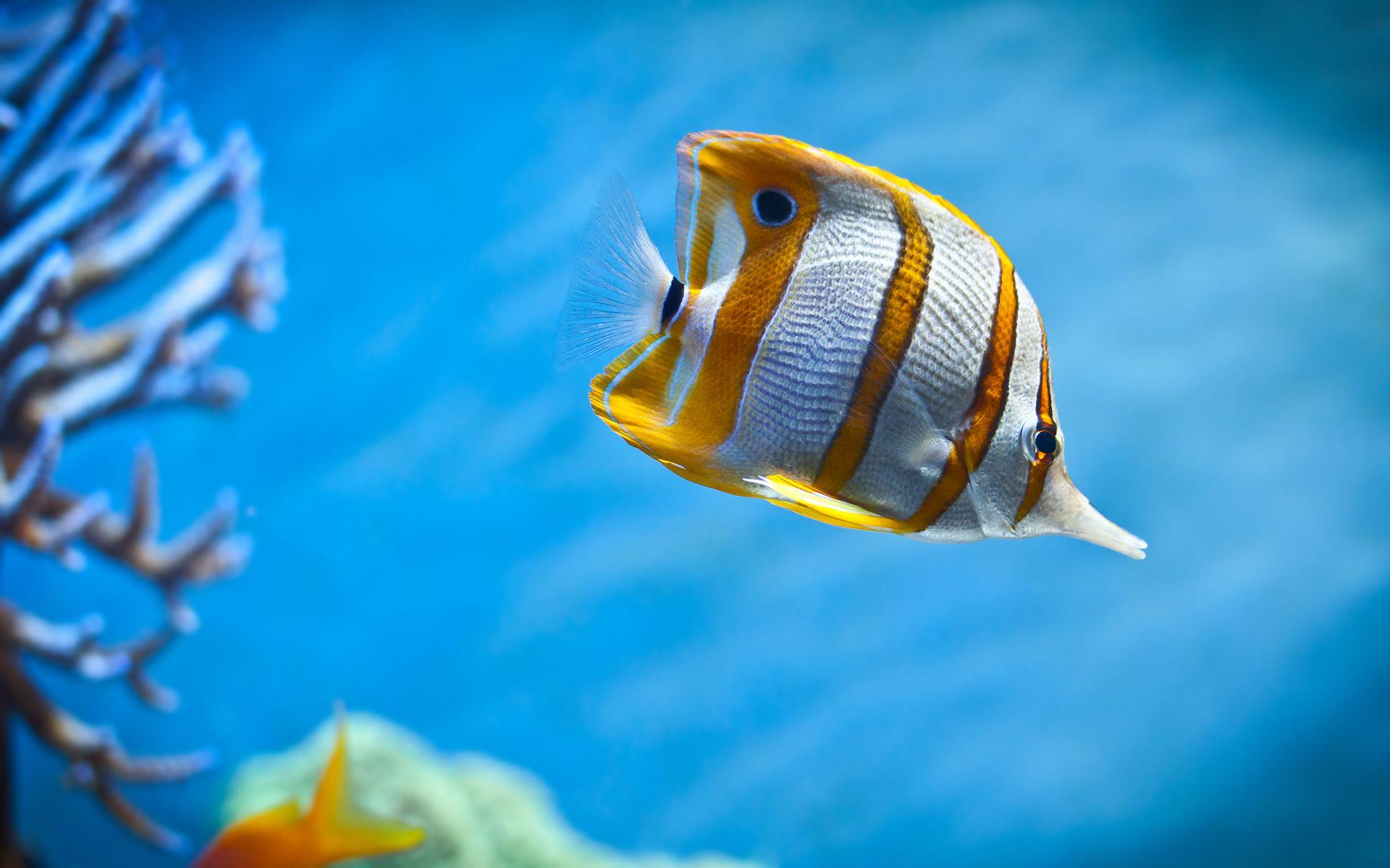 colorful fishes in the sea. wallpaper of colorful butterfly fish