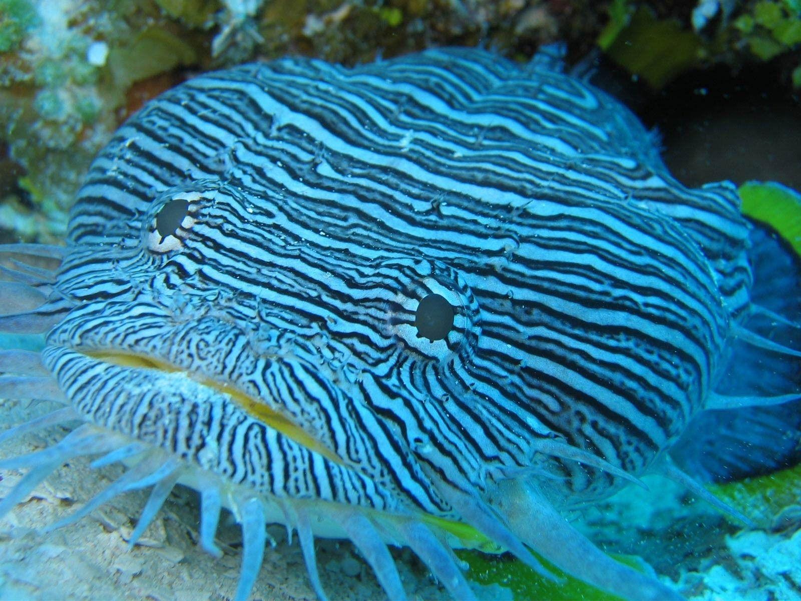 Beautiful Sea Fish Wallpaper
