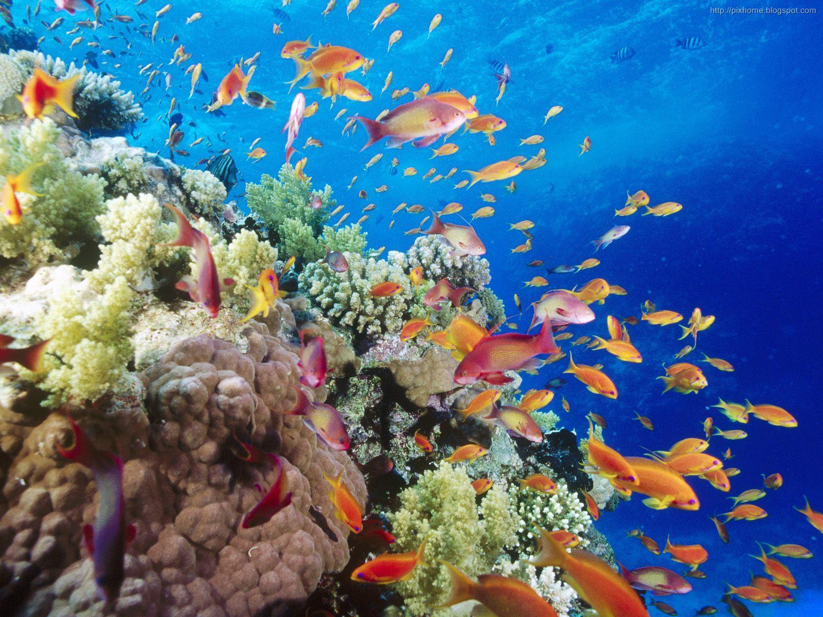 Colorful Underwater Fish Wallpaper, Best Colorful Underwater Fish