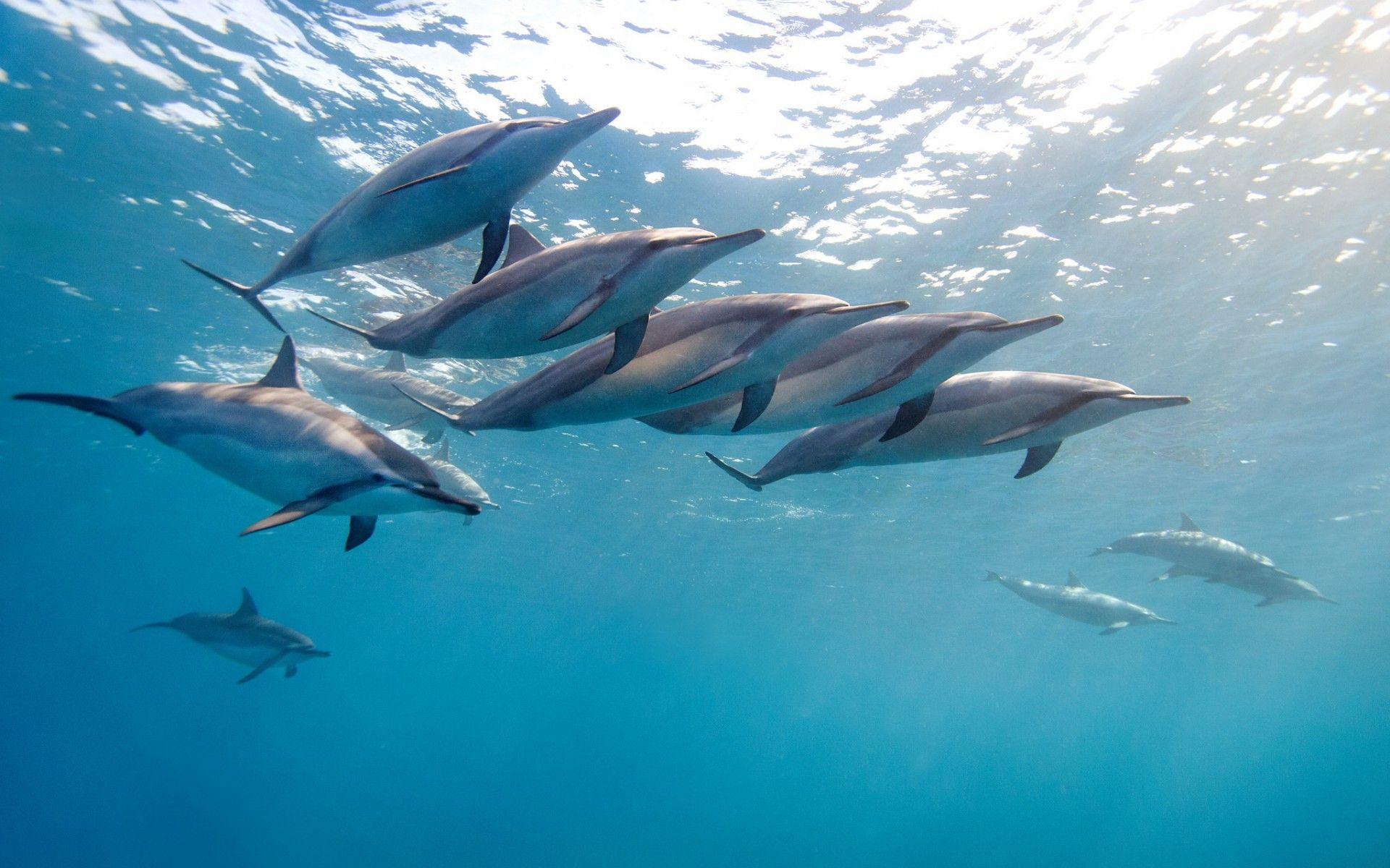 Dolphin Fish in Blue Sea HD Wallpaper