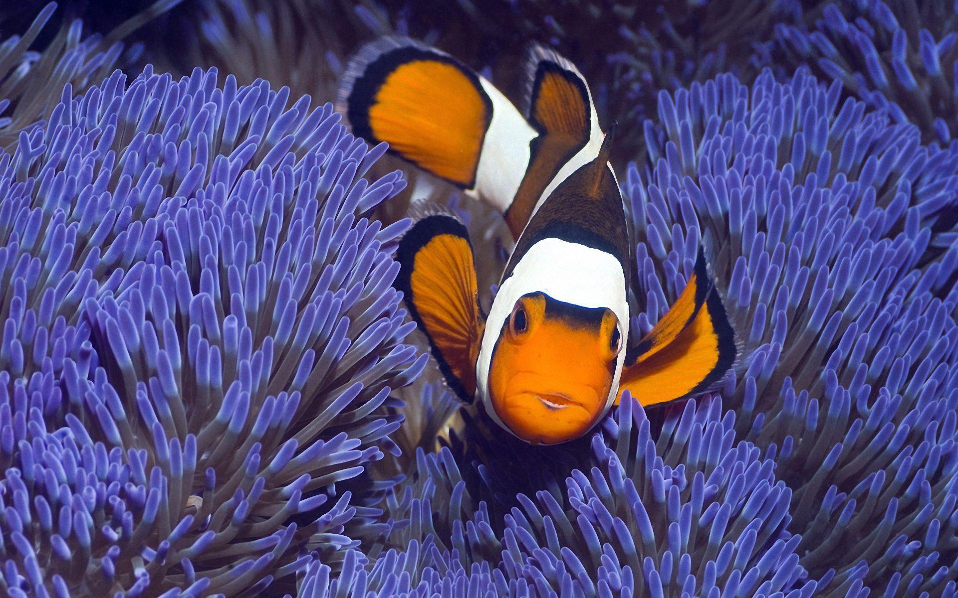 Wallpaper Clown Fish And Anemone x 1200 Pets