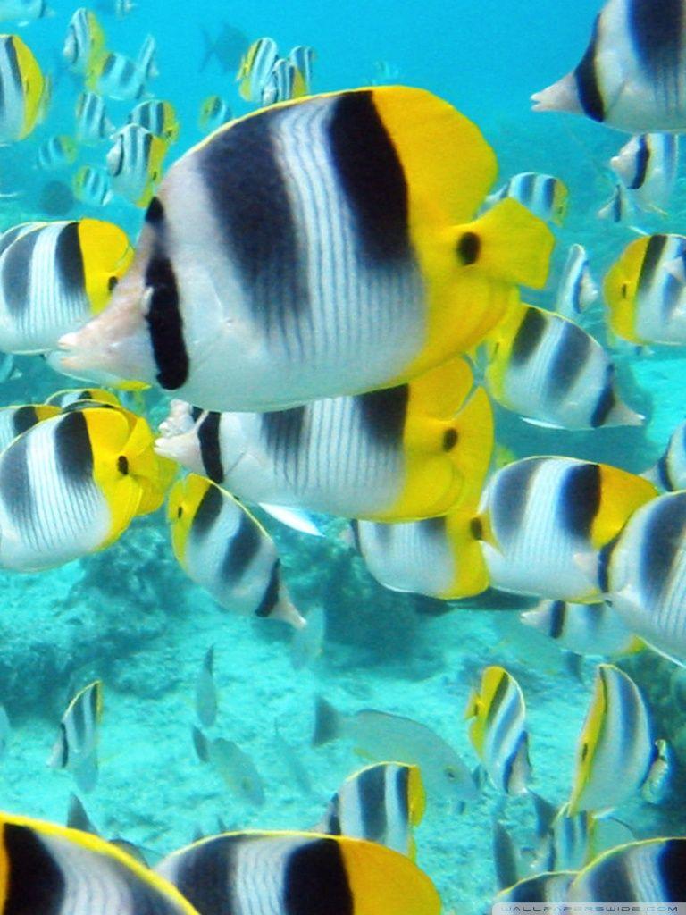 School Of Tropical Fish Tahiti ❤ 4K HD Desktop Wallpaper for 4K