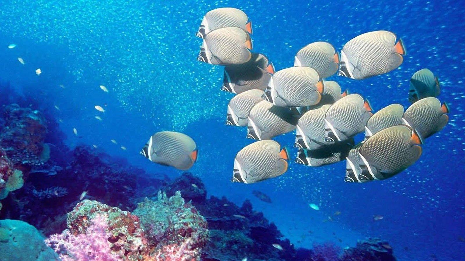 Beautiful Sea Fish. HD Wallpaper (High Definition)