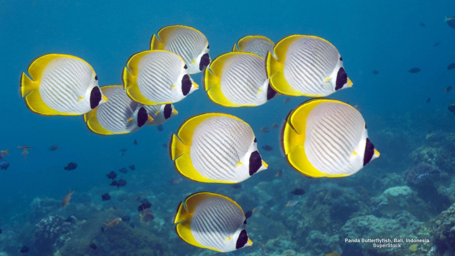 Butterflyfish Tag wallpaper: Ocean Sea Butterflyfish Underwater