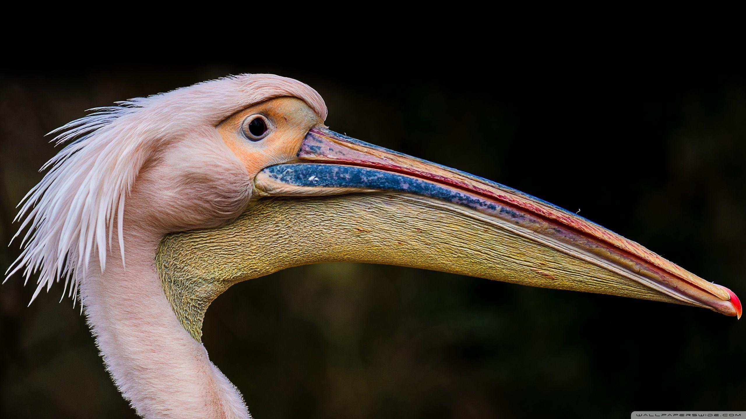 Pelican Long Beak Bird ❤ 4K HD Desktop Wallpaper for 4K Ultra HD