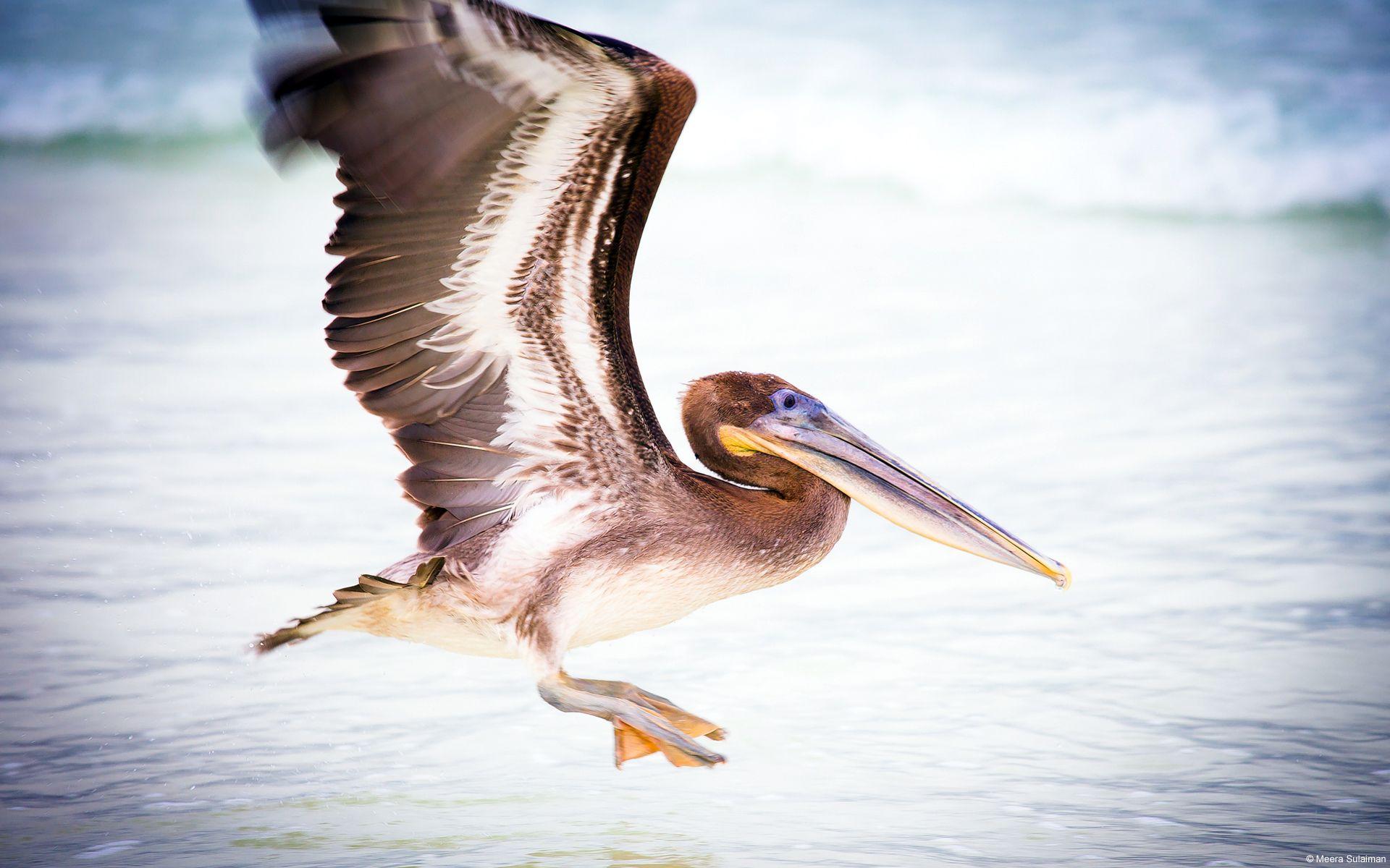 Pelican Water Bird Wallpaper