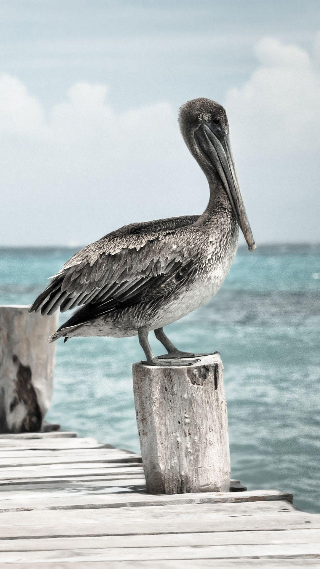 Pelican HD Wallpaper For Your Mobile Phone