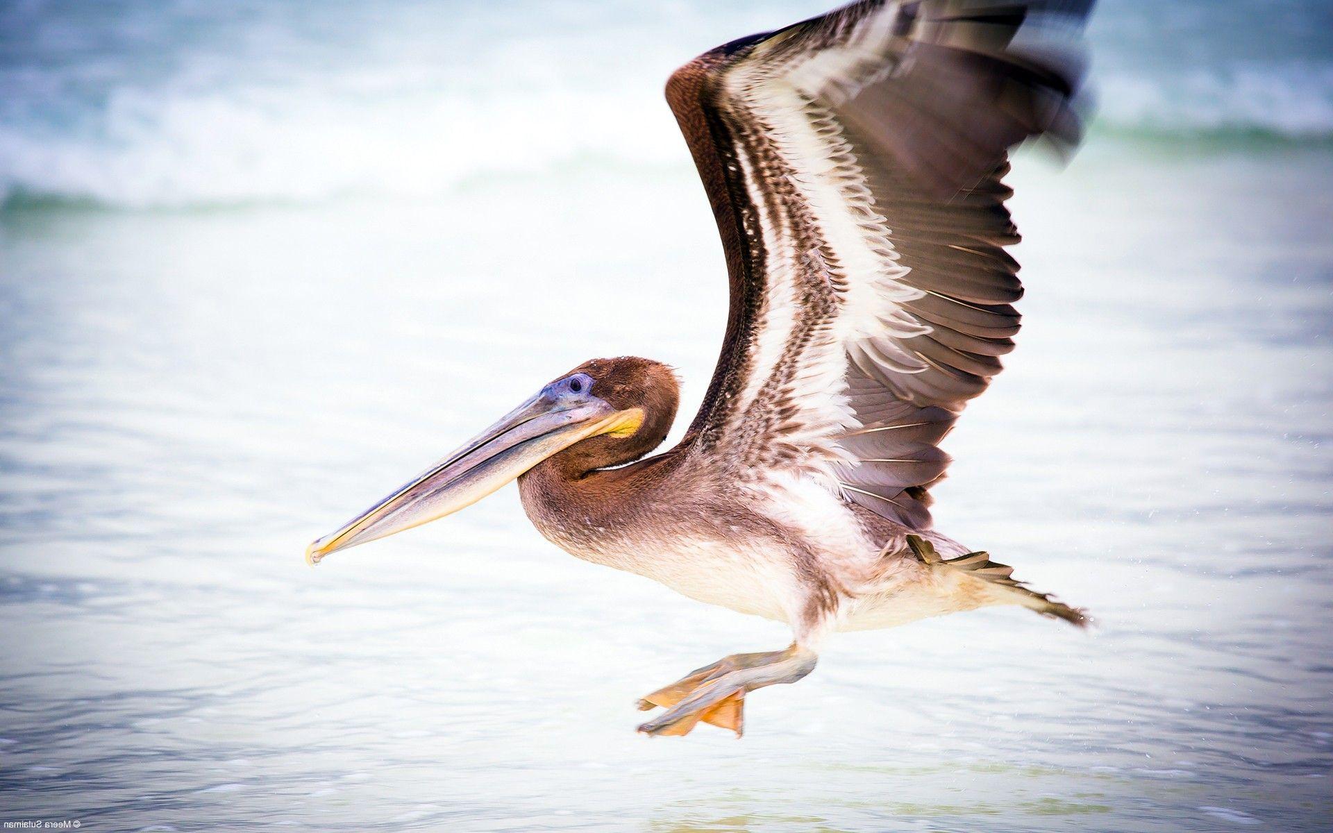 Pelican Water Bird. Birds HD 4k Wallpaper