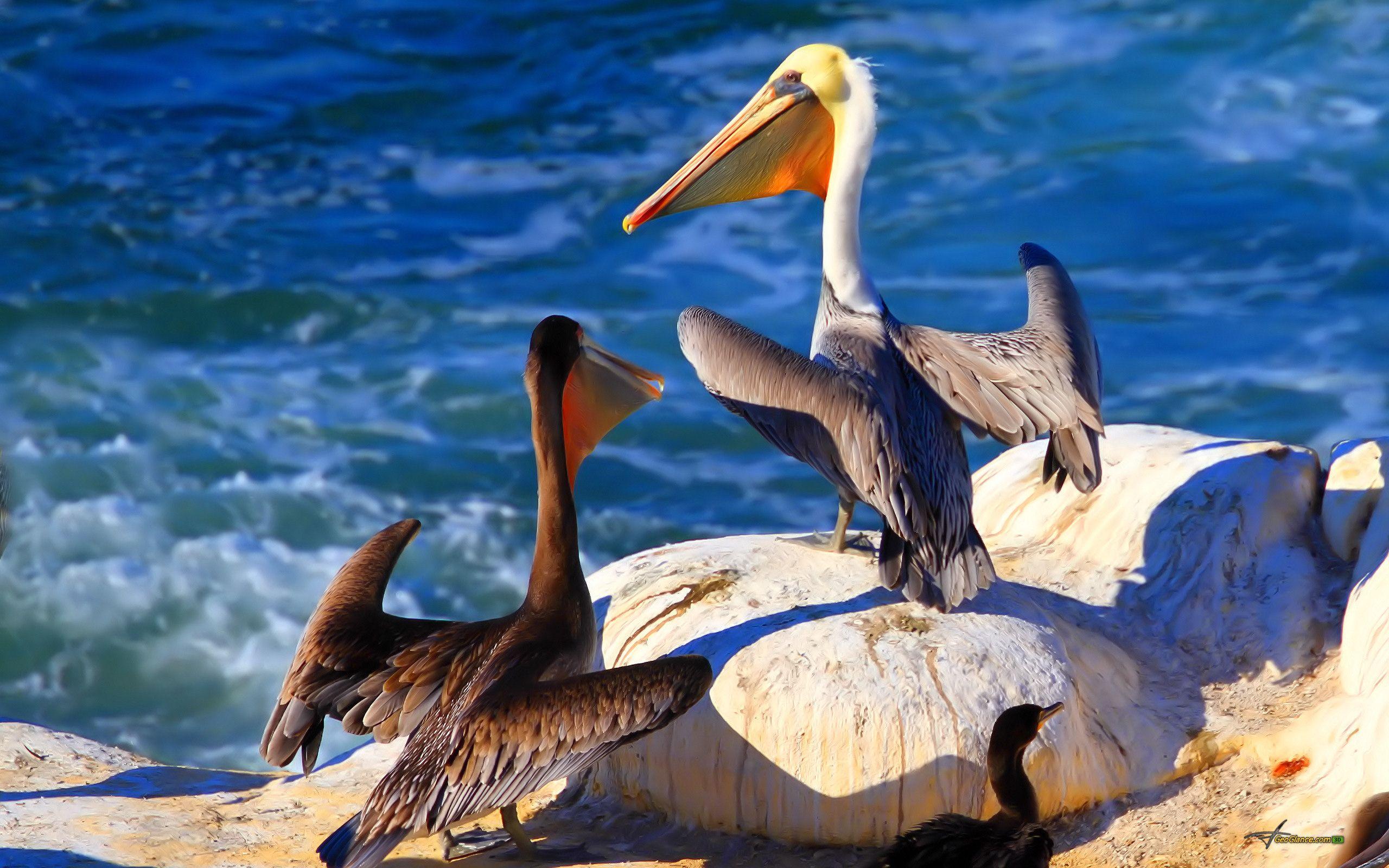 Pelican Wallpaper
