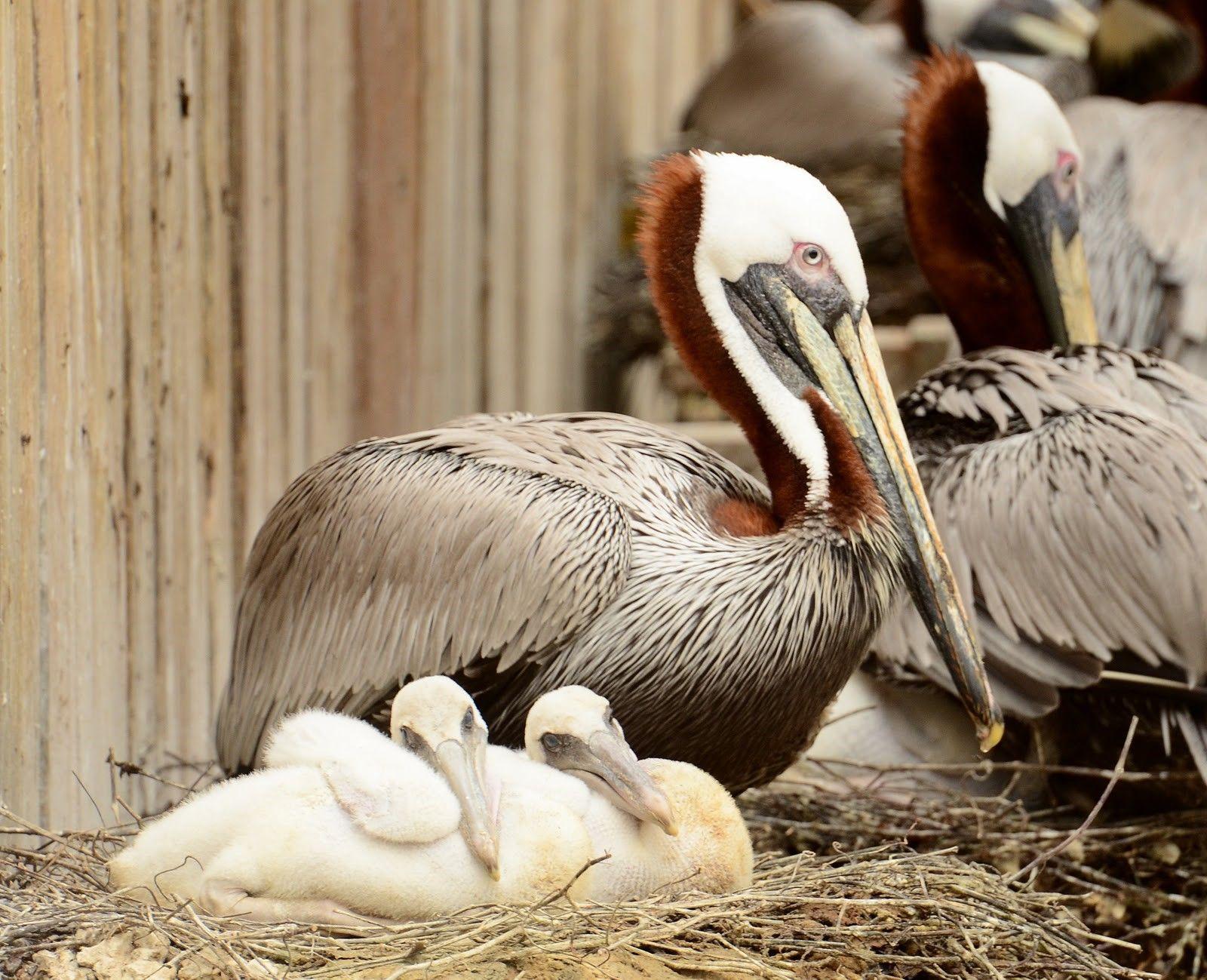 Baby pelican wallpaper