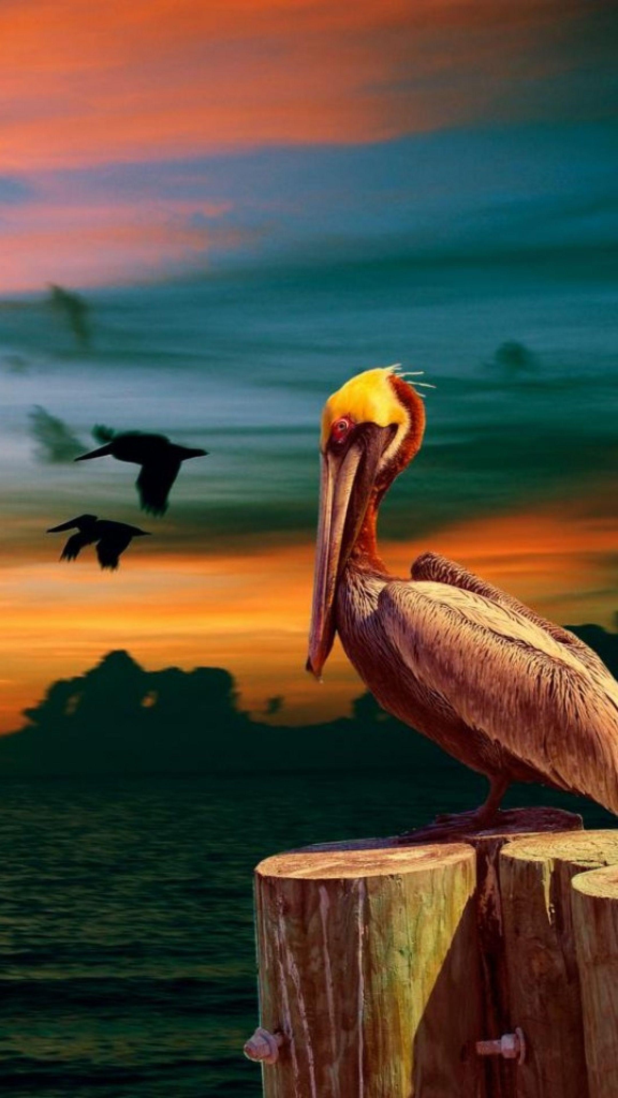 Download Wallpaper 2160x3840 Nature, Pelican, Birds, Sunset 4K