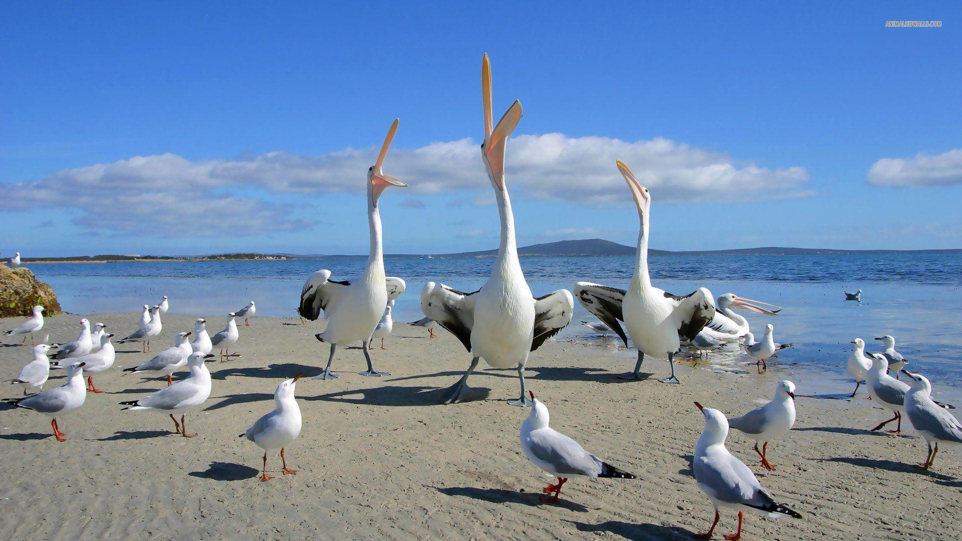 Gulls And Pelicans