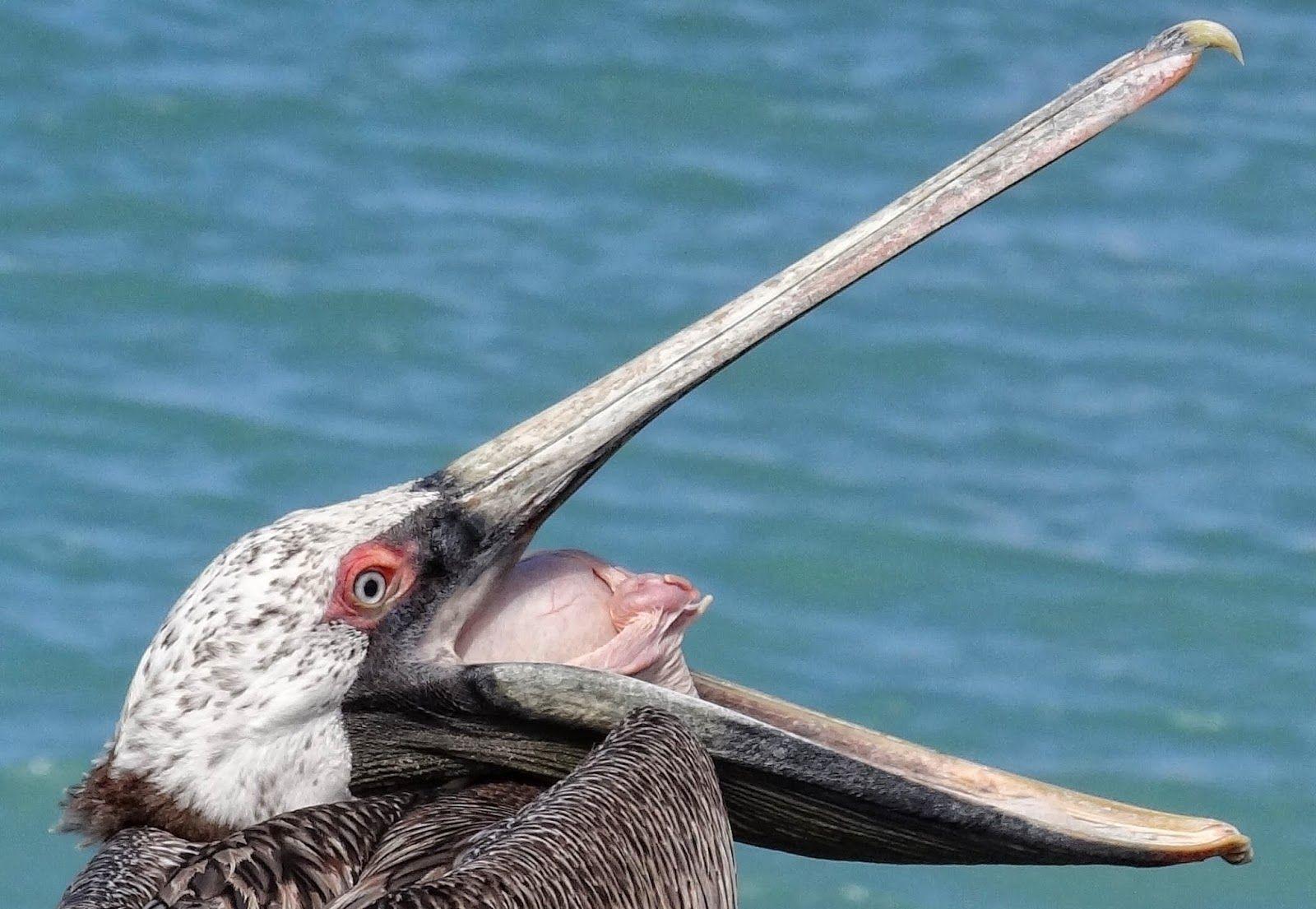 WildLife: The Pelican Beautiful Bird Wallpaper & Facts 2014
