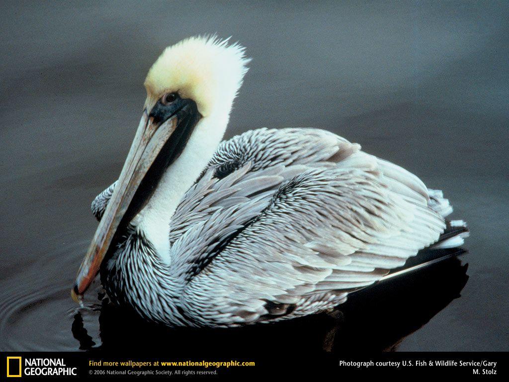 Pelican Picture, Pelican Desktop Wallpaper, Free Wallpaper