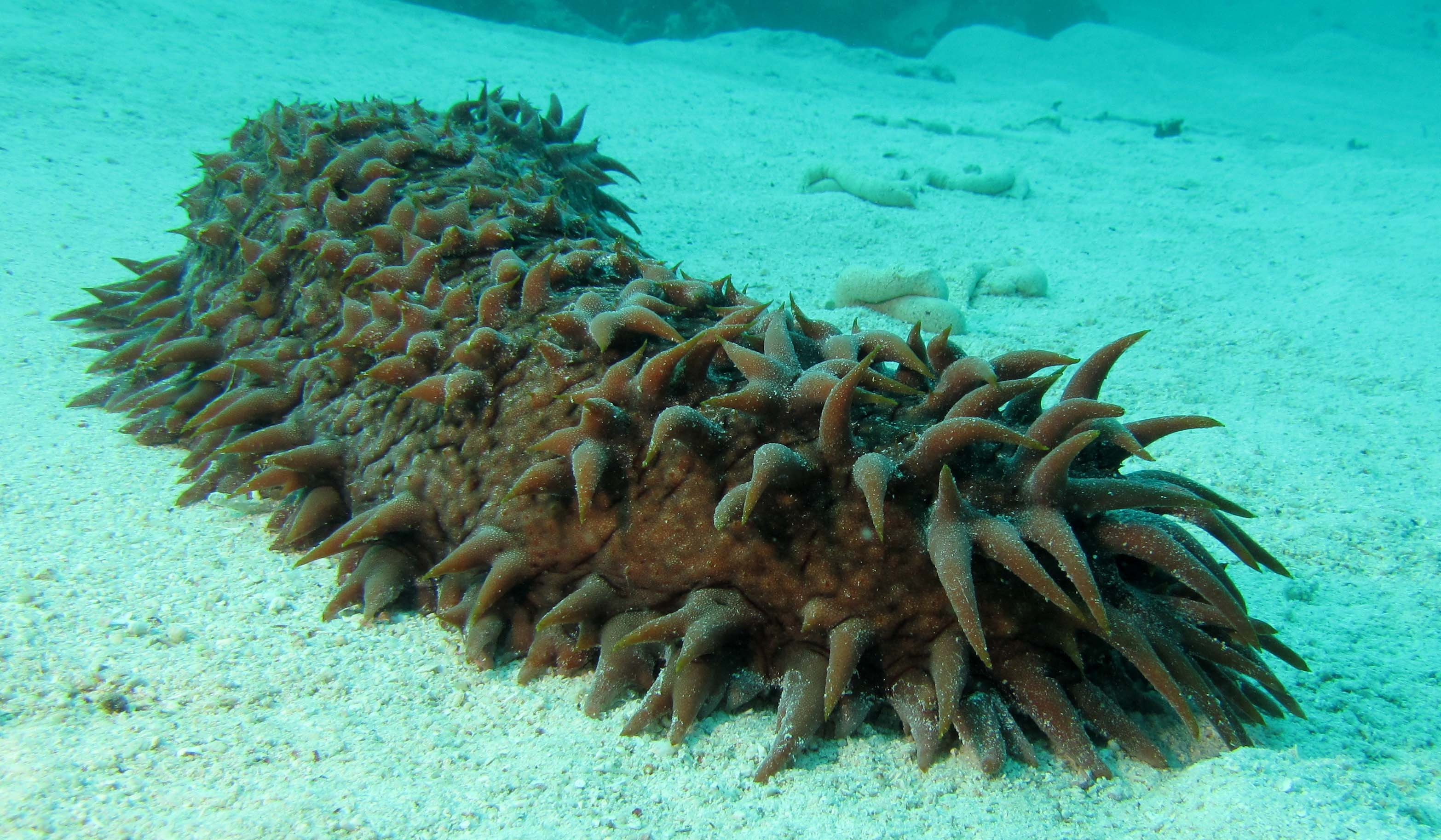 Sea Cucumber Wallpapers - Wallpaper Cave