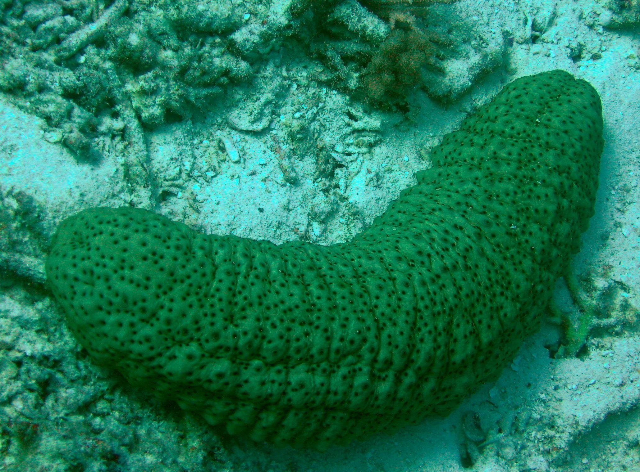 Sea Cucumber Image