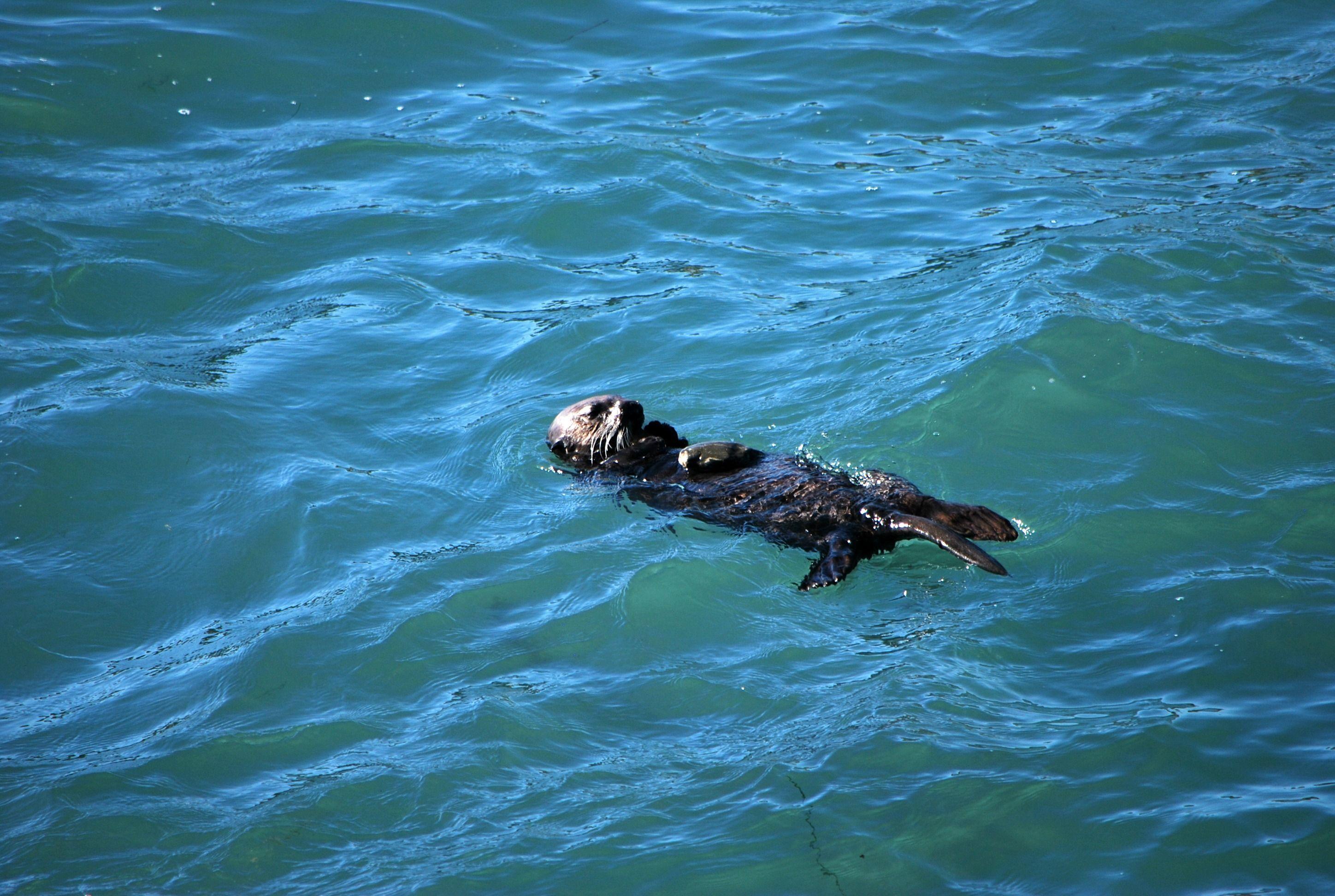 A Crushing Bite Gives Sea Otters Their Cute Mugs
