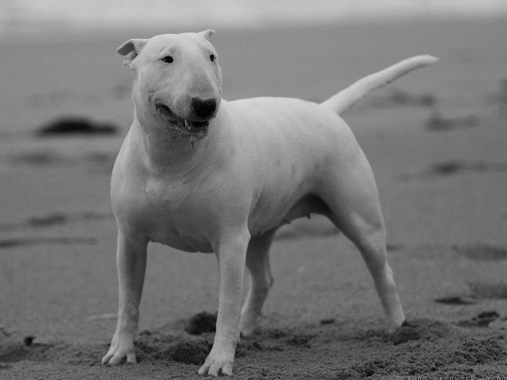 An introduction to Bull terriers