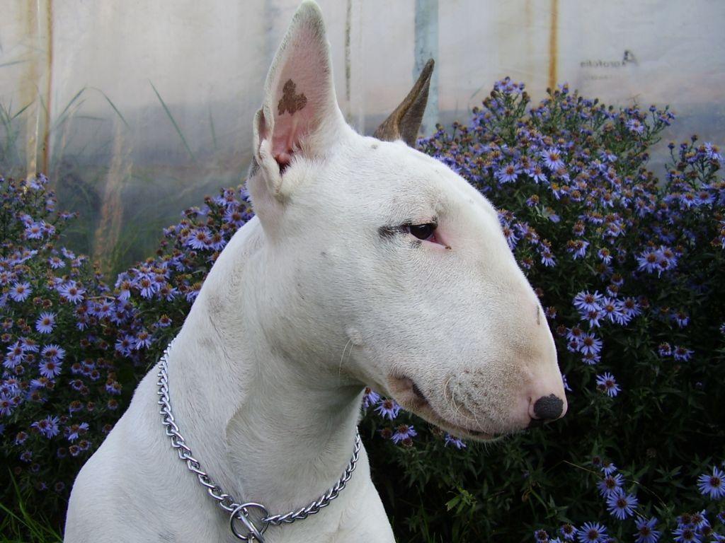 Bull Terrier and flowers photo and wallpaper. Beautiful Bull