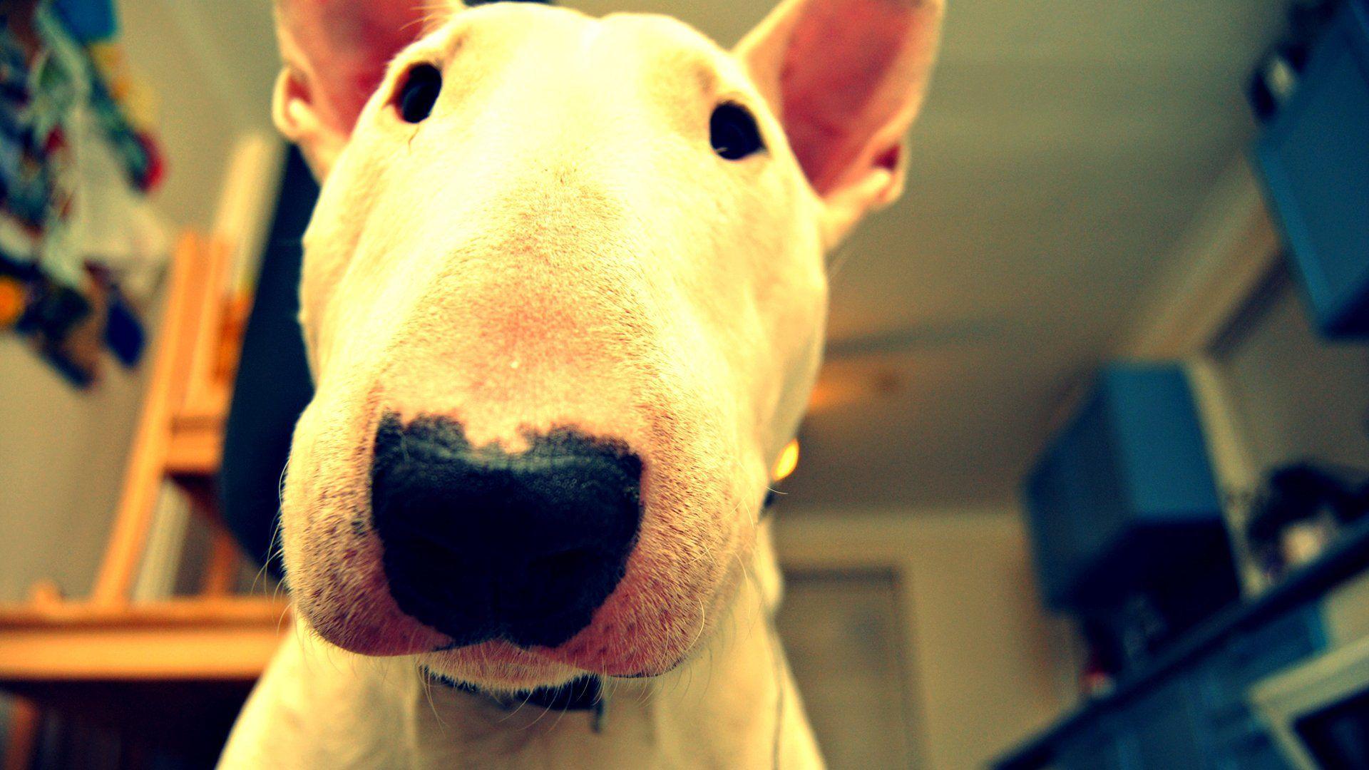 English Bull Terrier Wallpapers - Wallpaper Cave