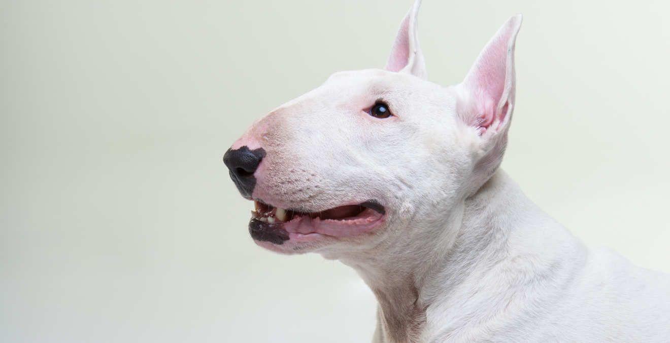 Which Breed: The Bull Terrier