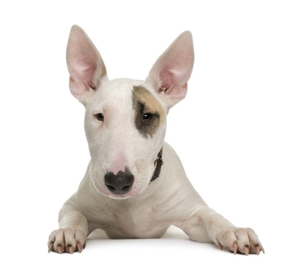 Top Animals Desktop Background: Bull Terrier HQFX. .Ssoflx