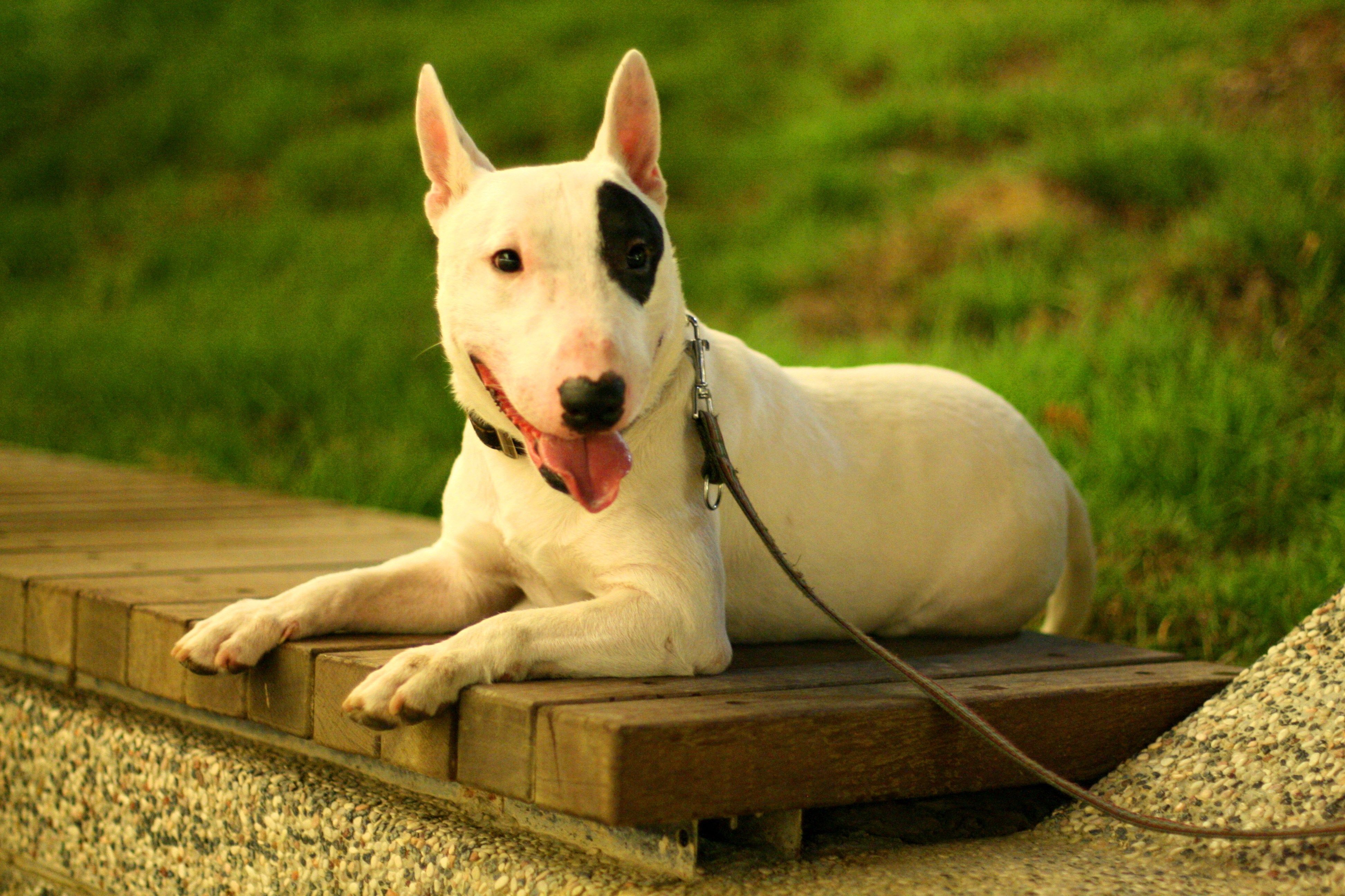 English Bull Terrier Wallpapers Wallpaper Cave