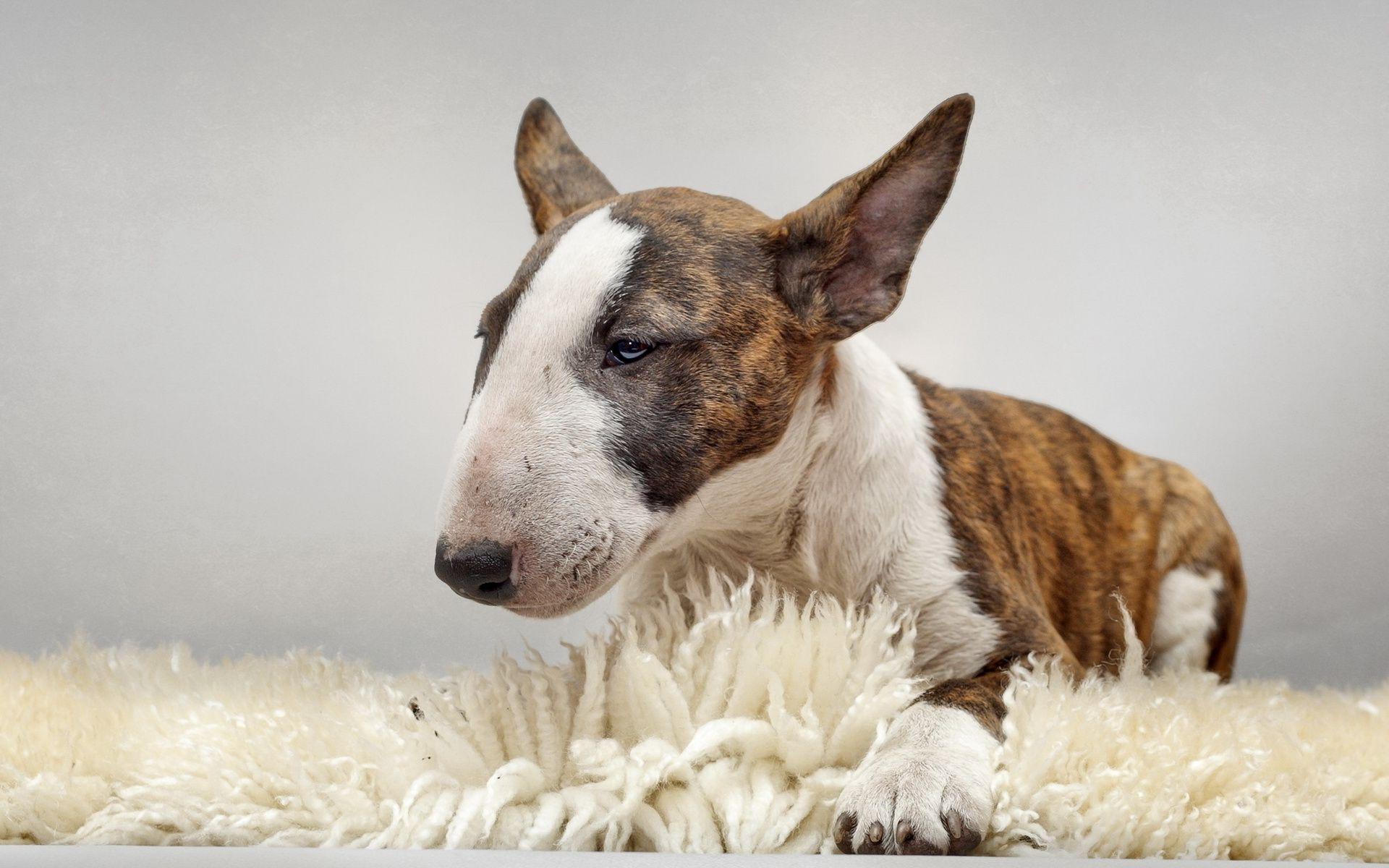 Bull Terrier Wallpaper Image Photo Picture Background