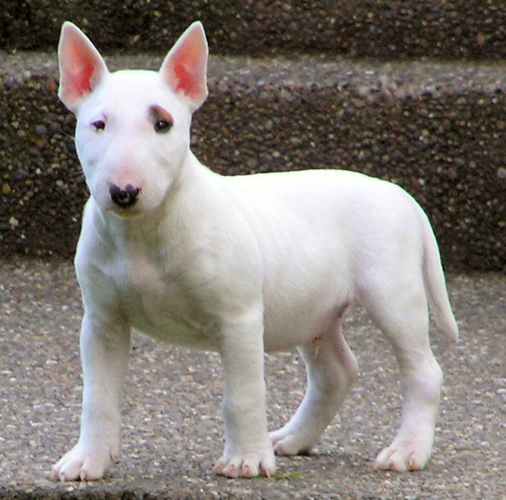 Adorable Miniature Bull Terrier Puppies Dog Breed Wallpaper
