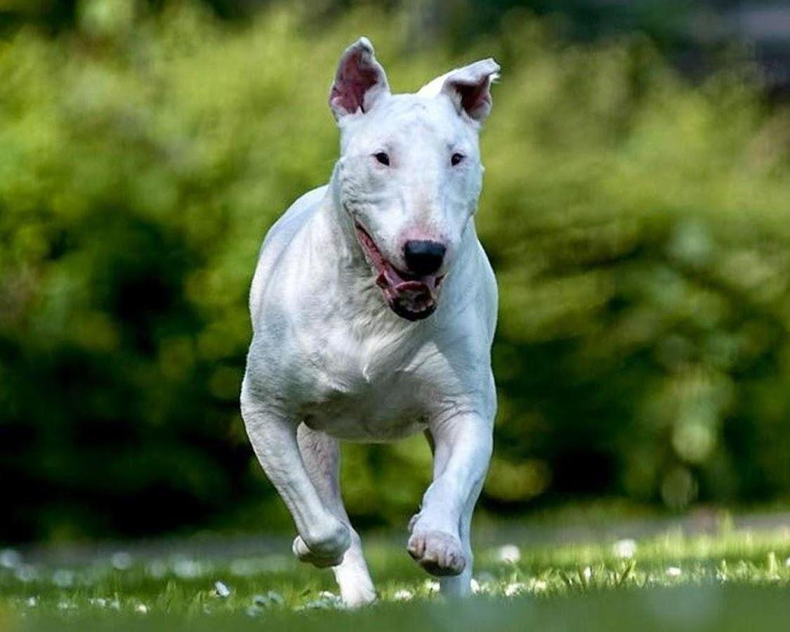 english bull terrier wallpapers wallpaper cave on english bull terrier wallpapers