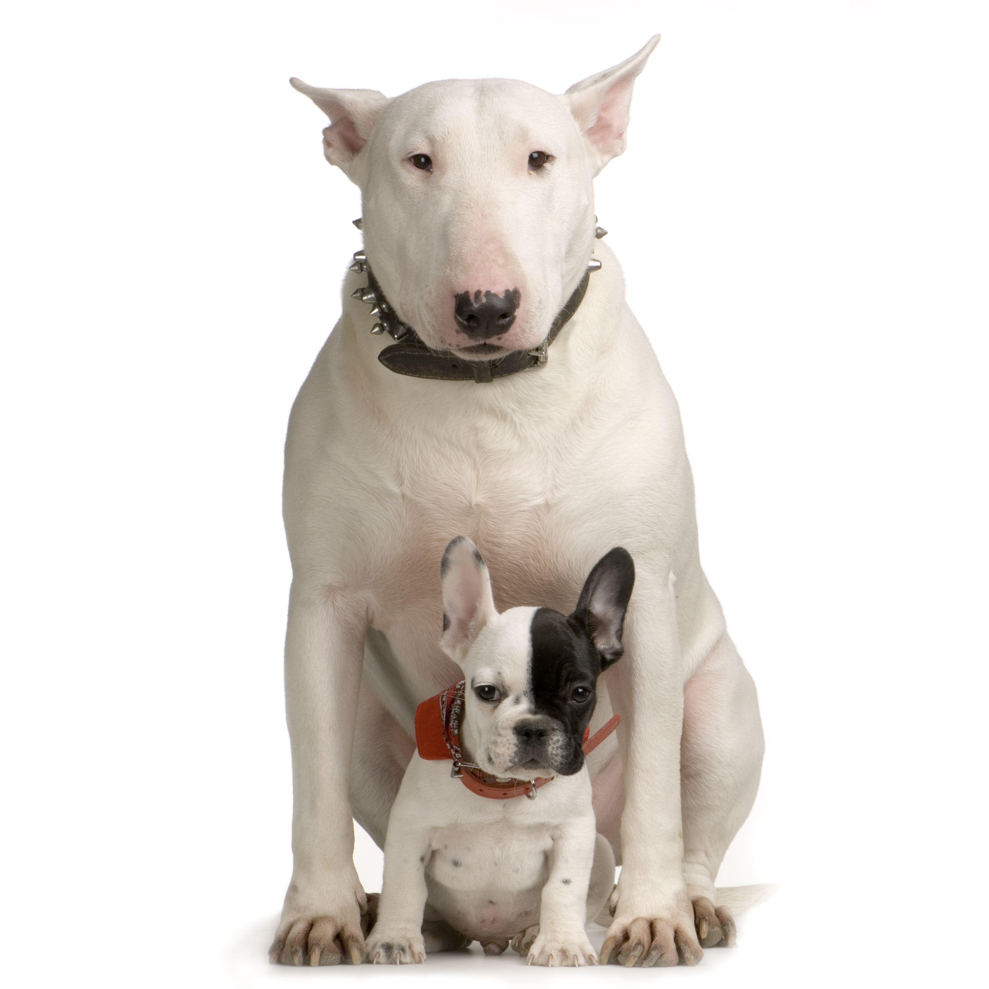 Bull Terrier History, Personality, Appearance, Health and Picture