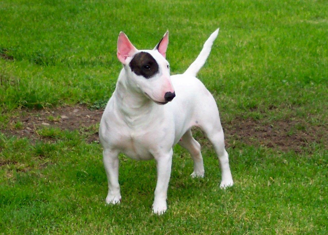 White and black Bull Terrier (Miniature) photo and wallpaper