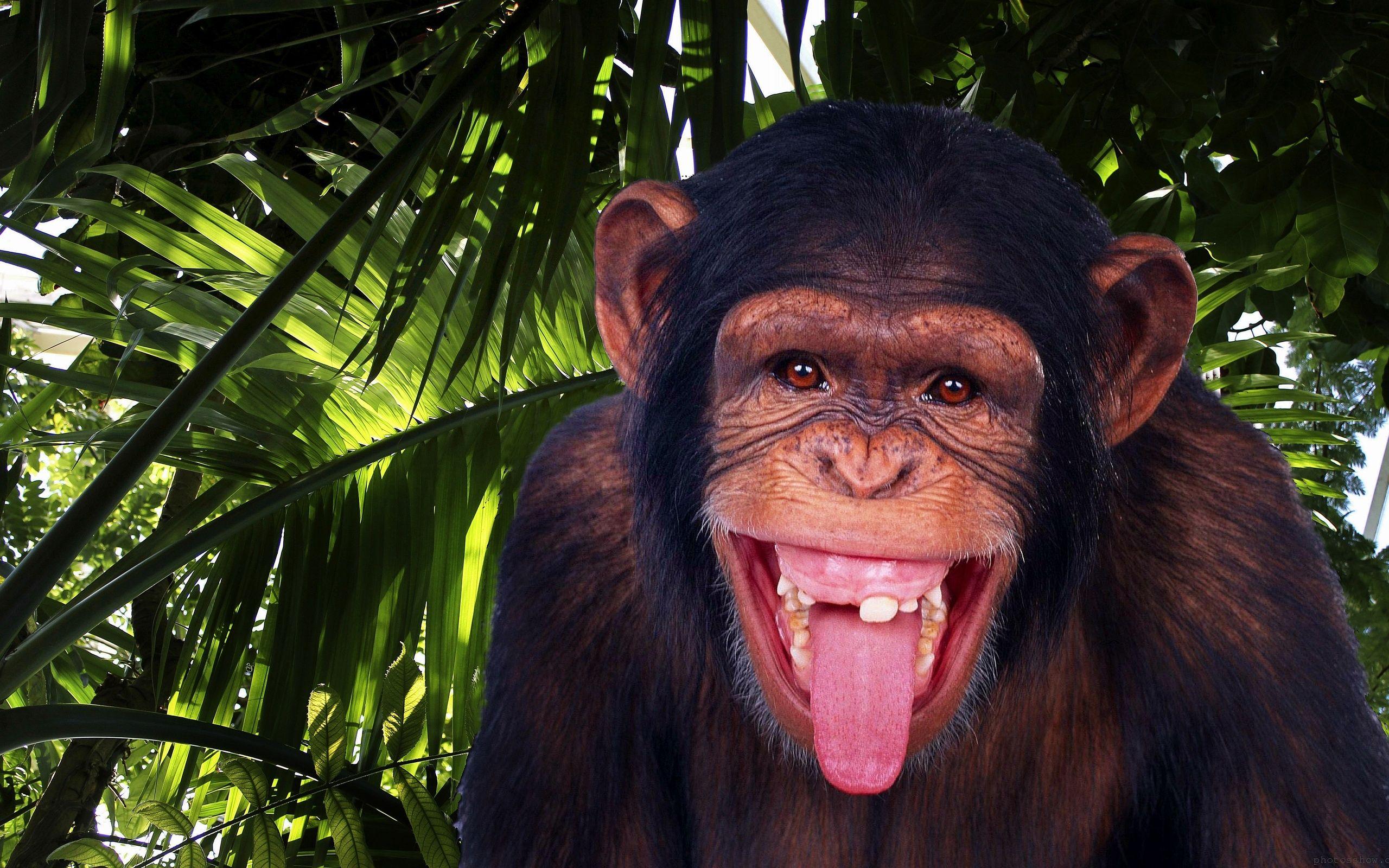 Chimpanzee HD Wallpaper