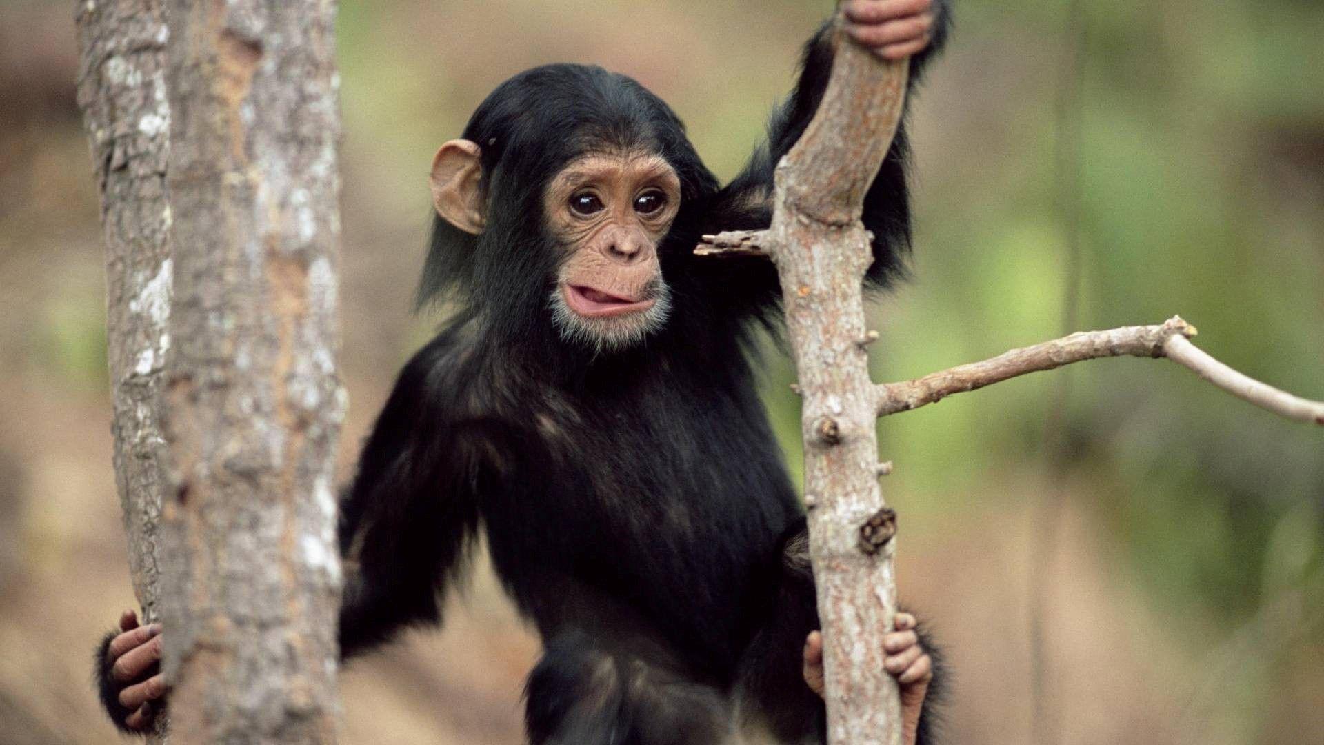Chimpanzee Babies Wallpaper