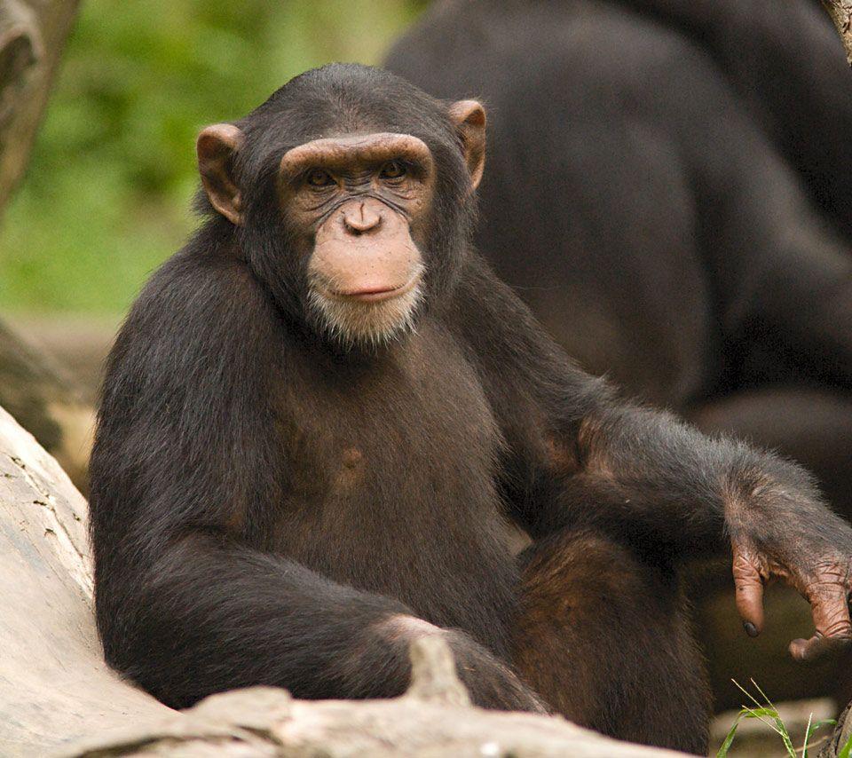 Chimpanzees Wallpaper Cute and Docile