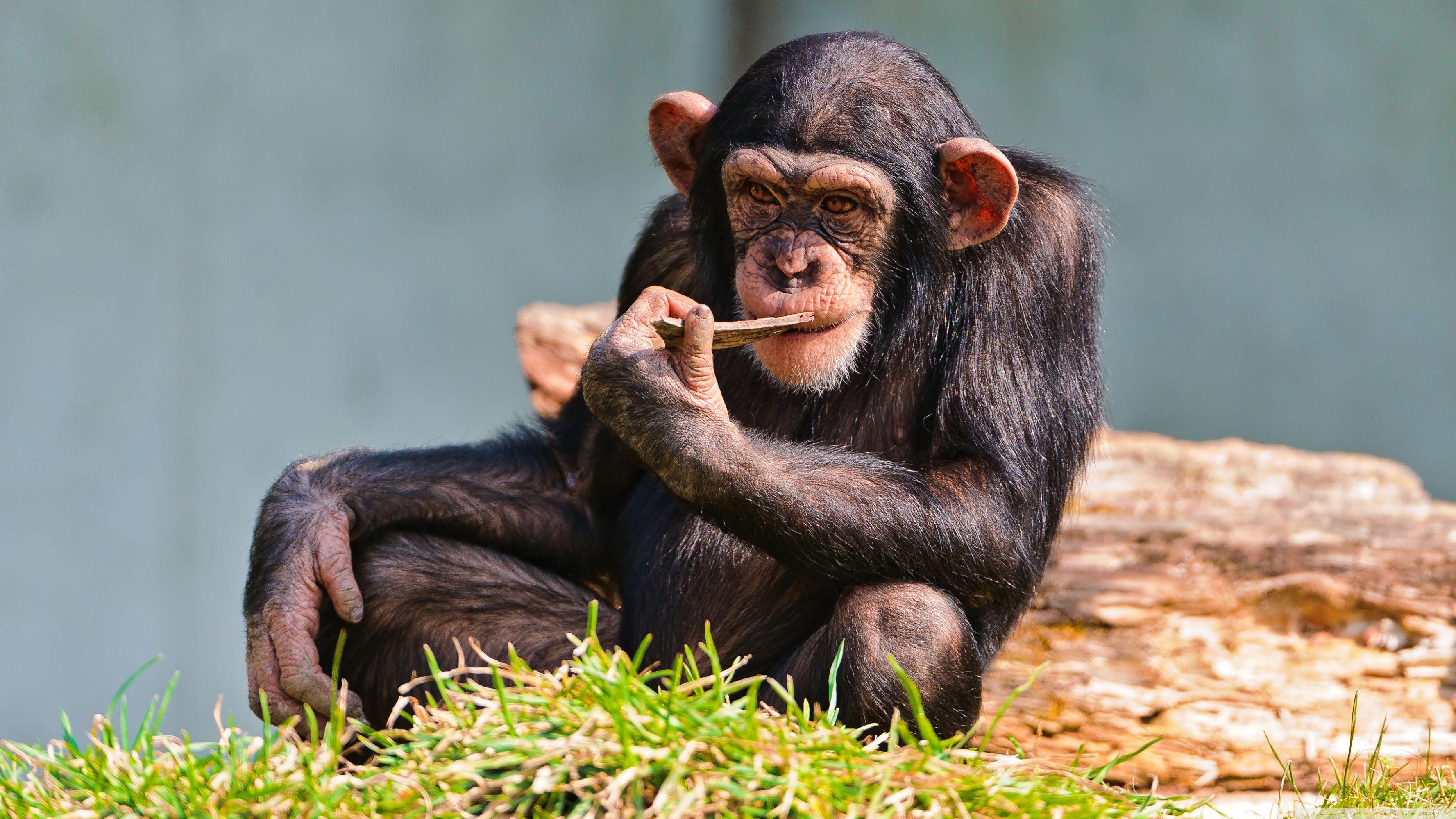 Thinking Chimp ❤ 4K HD Desktop Wallpaper for 4K Ultra HD TV