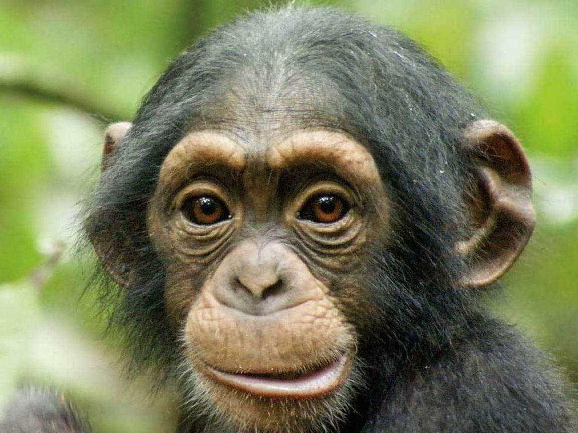 Chimpanzee HD Desktop Wallpaper