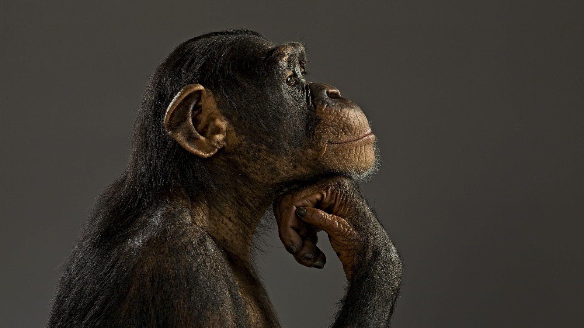 Chimpanzee HD Wallpaper