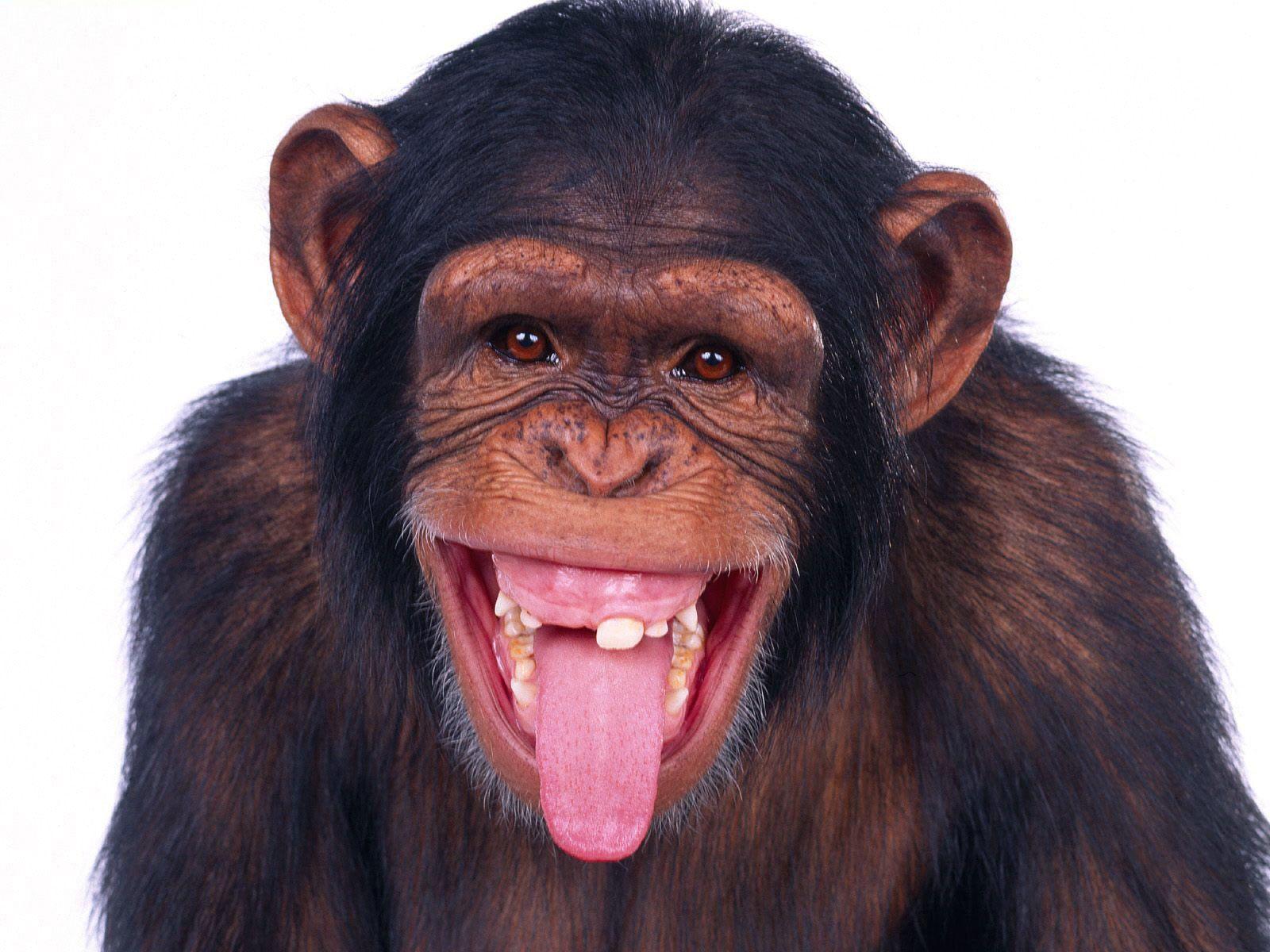 Chimpanzees Wallpaper Cute and Docile