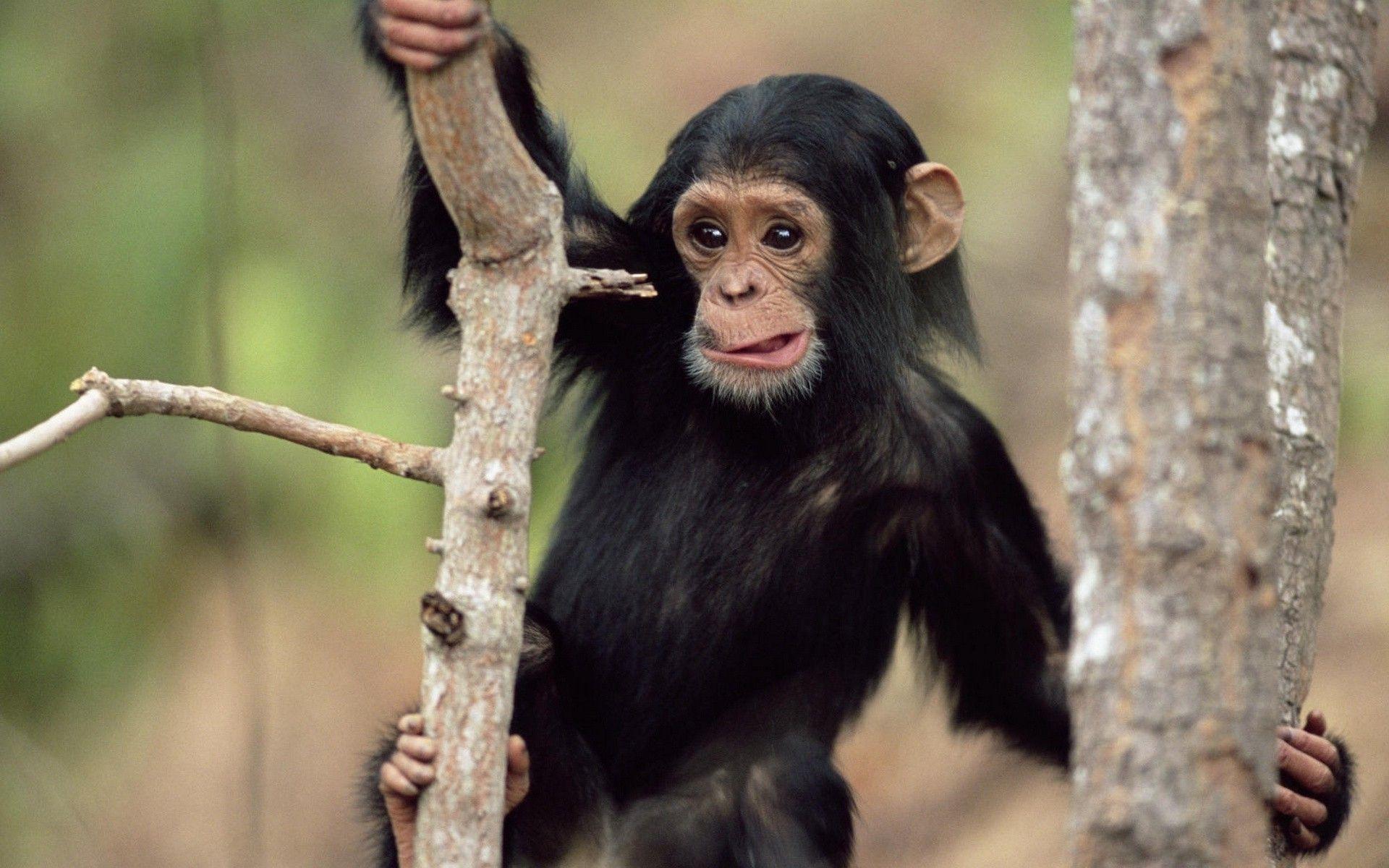 animals, Monkeys, Baby Animals, Chimpanzees Wallpaper HD