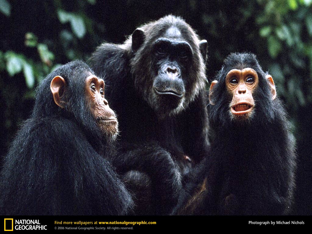 Chimpanzees and Bonobos image Fifi and Sons HD wallpaper