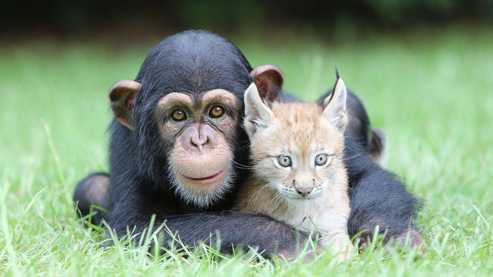 chimpanzees, Lynx, Animals, Nature, Baby Animals, Face, Looking At