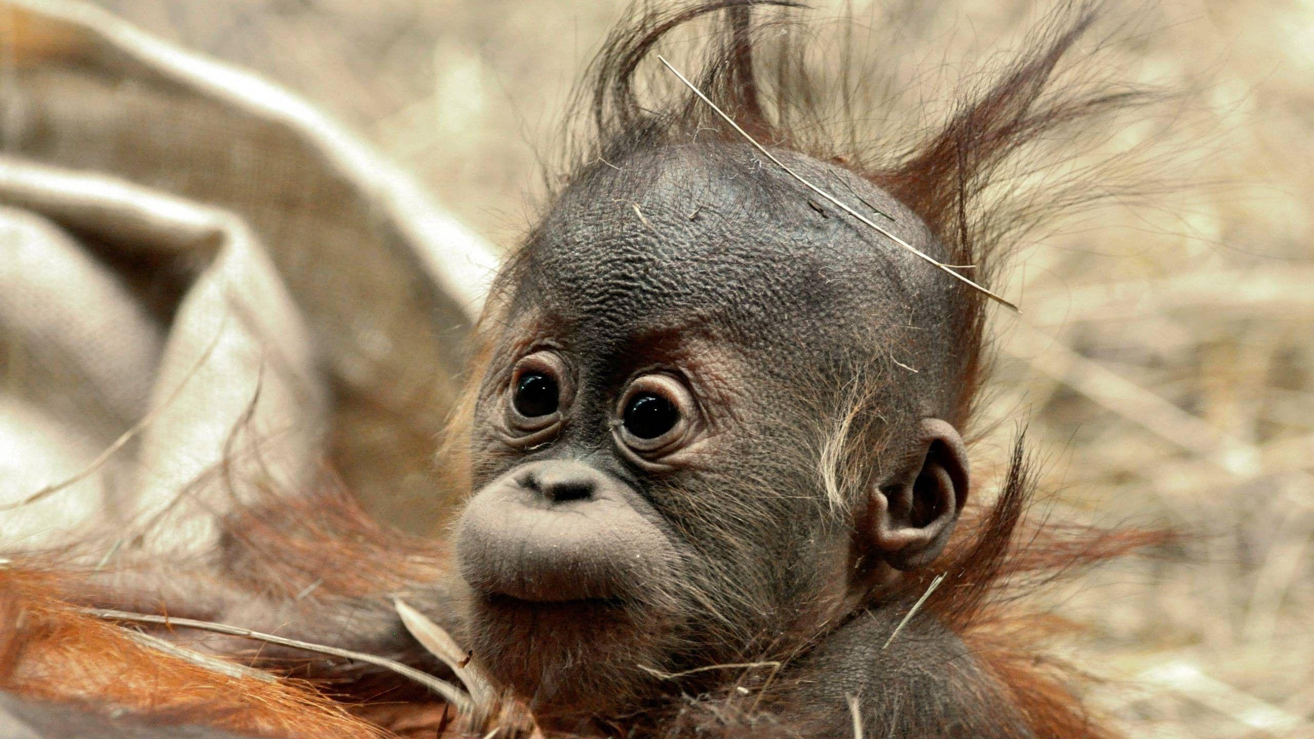 baby Animals, Chimpanzees, Animals, Orangutans Wallpaper HD