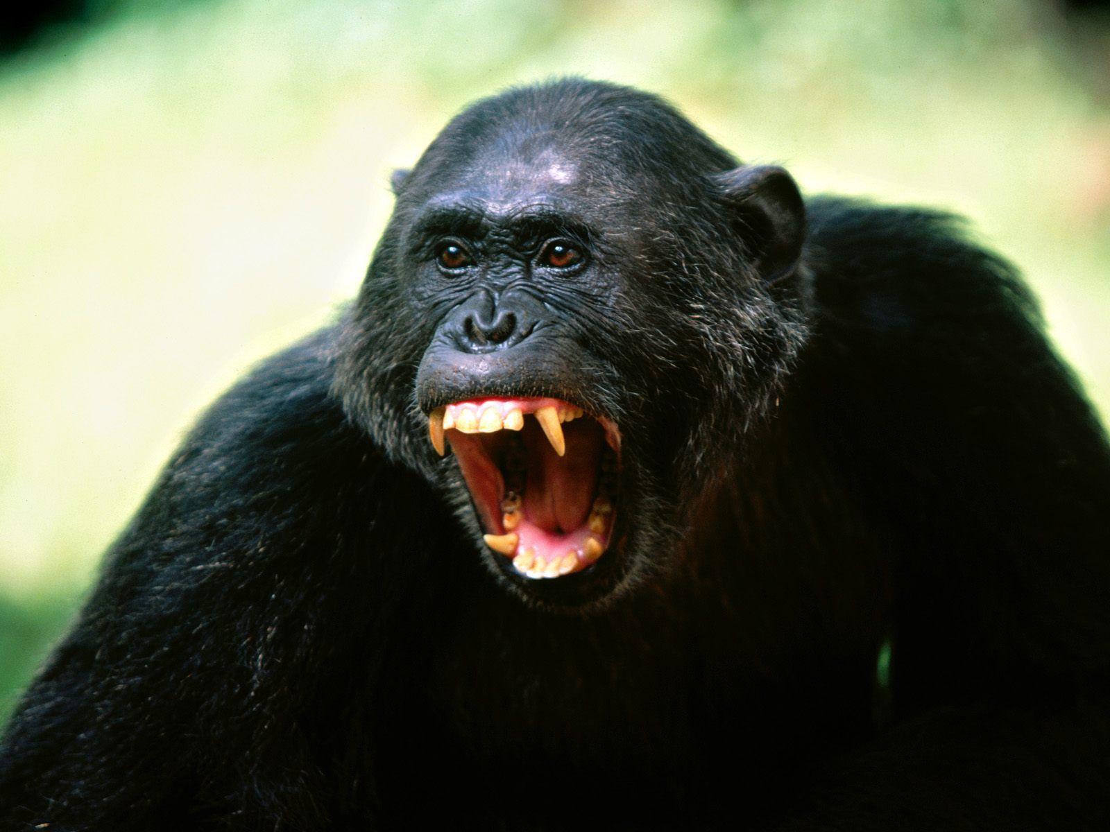 Funny Chimpanzee Wallpaper