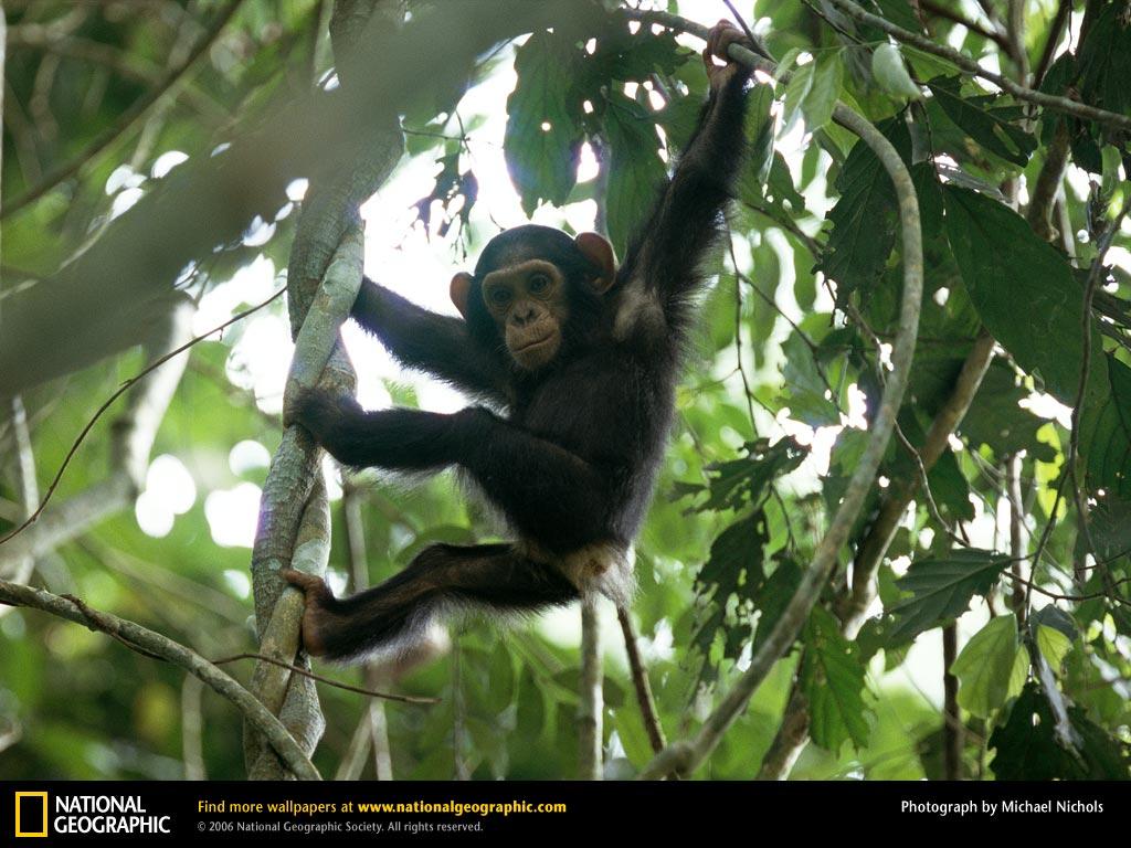 Chimpanzees and Bonobos image Baby Hangs From Tree Limb HD