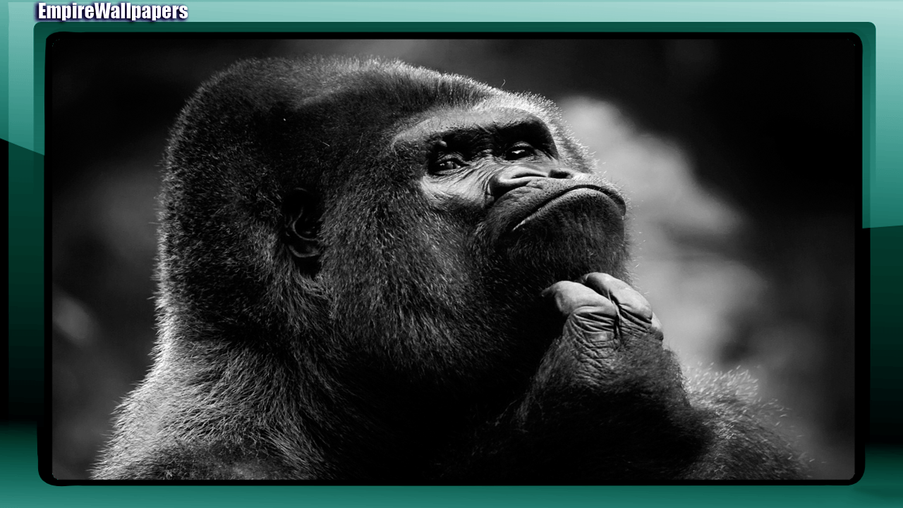 Gorilla Wallpaper Apps on Google Play