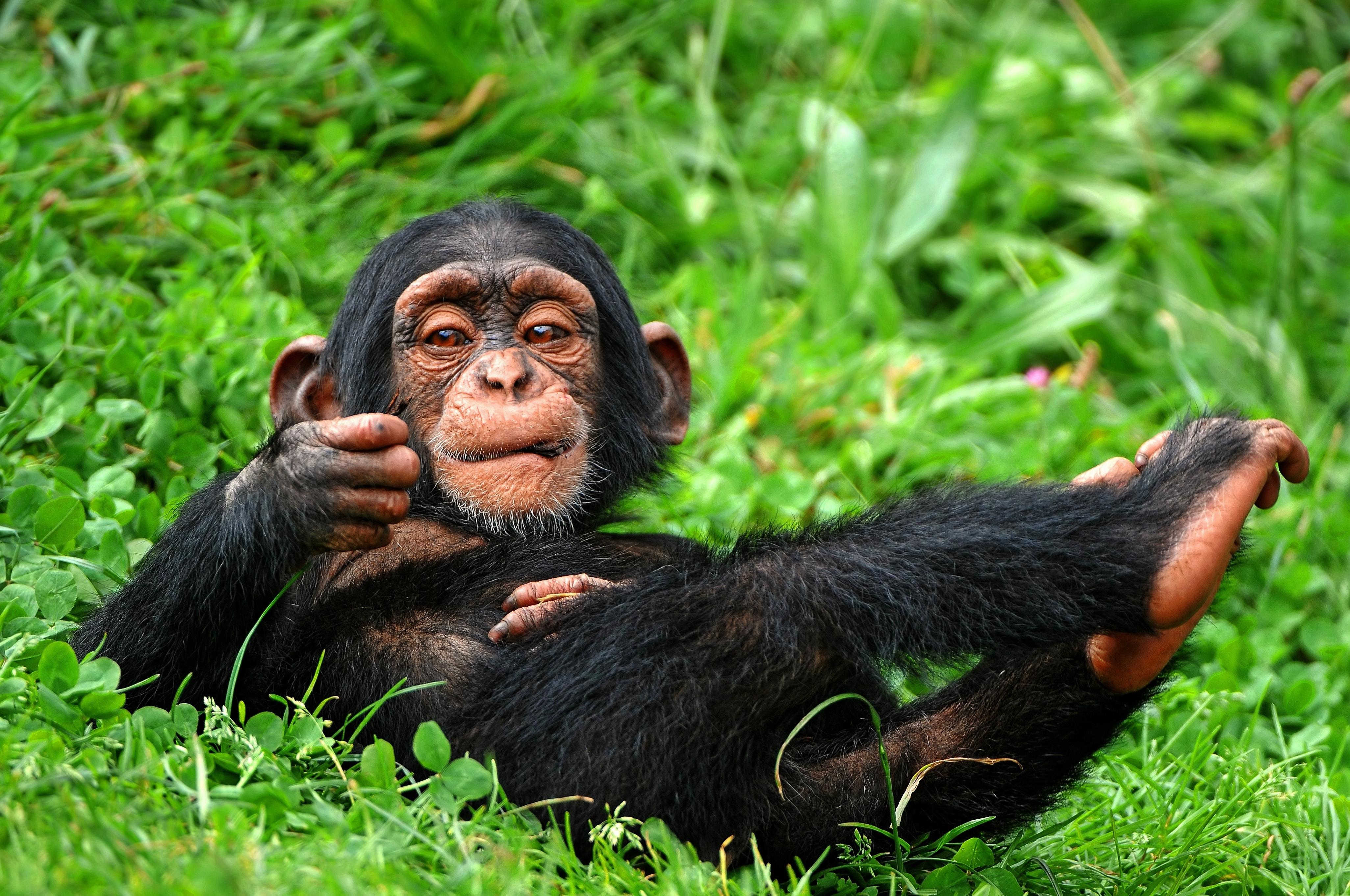 Chimpanzees Wallpapers - Wallpaper Cave