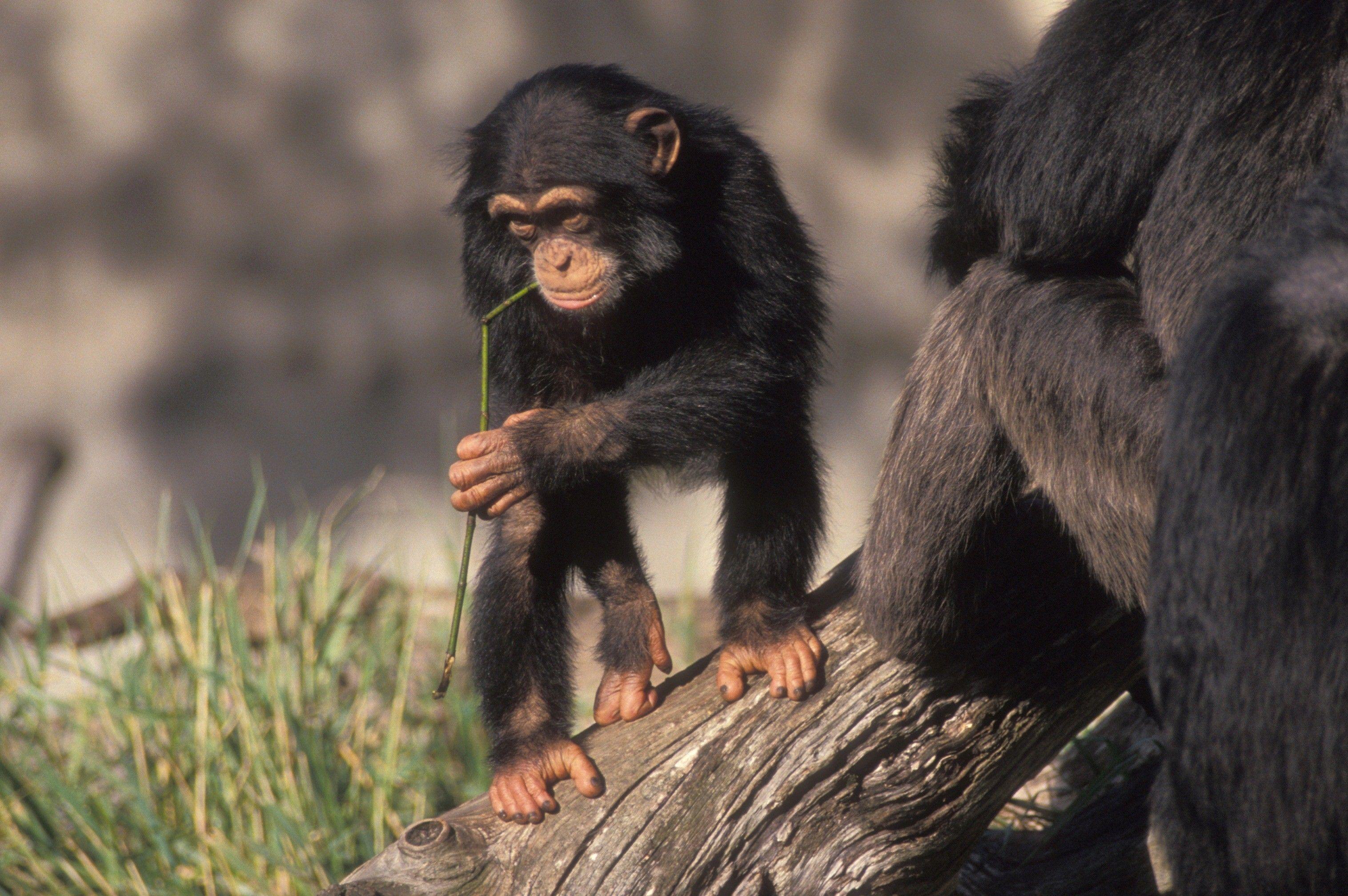 Baby Chimpanzee Walk in Tree