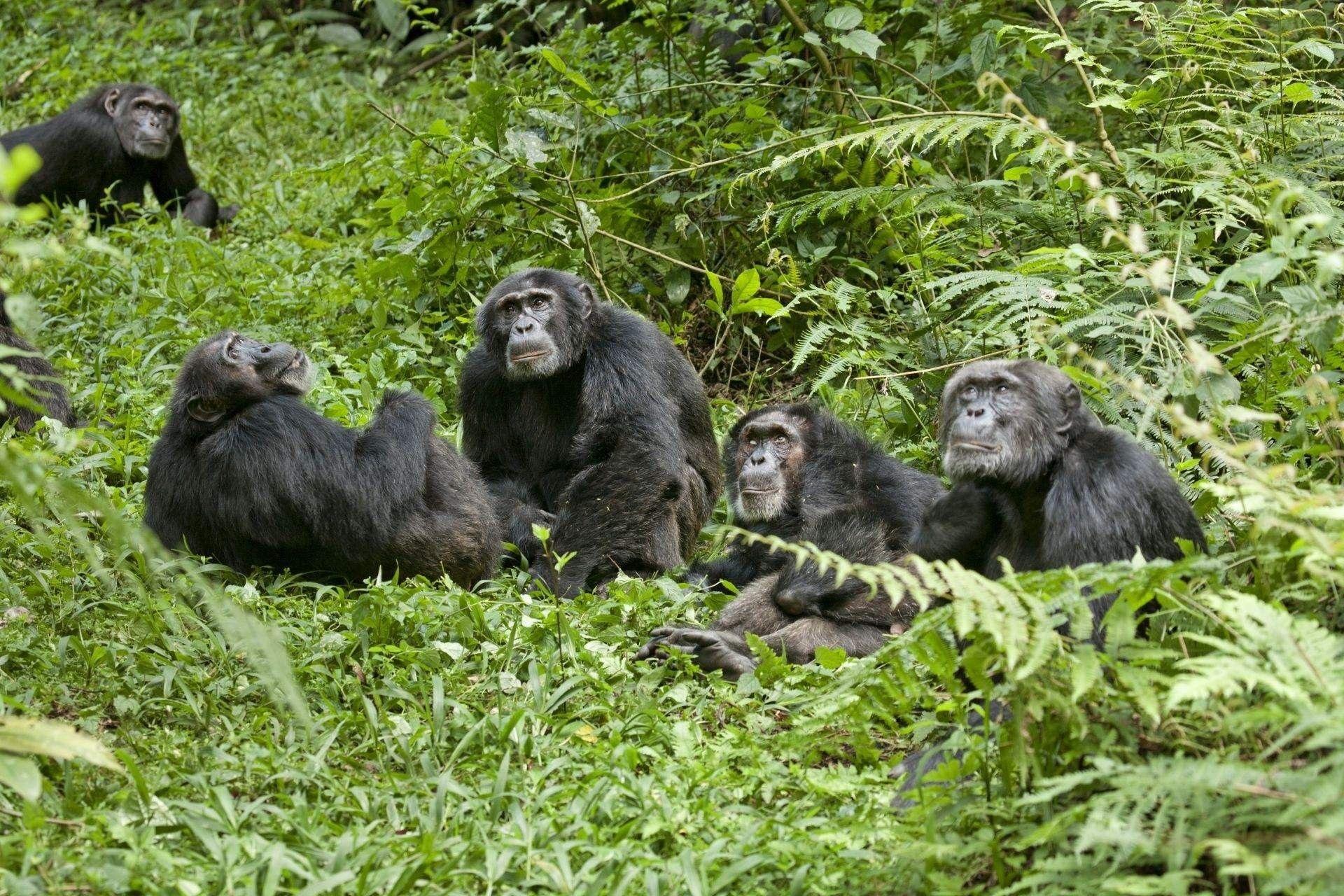Chimpanzee Family Image